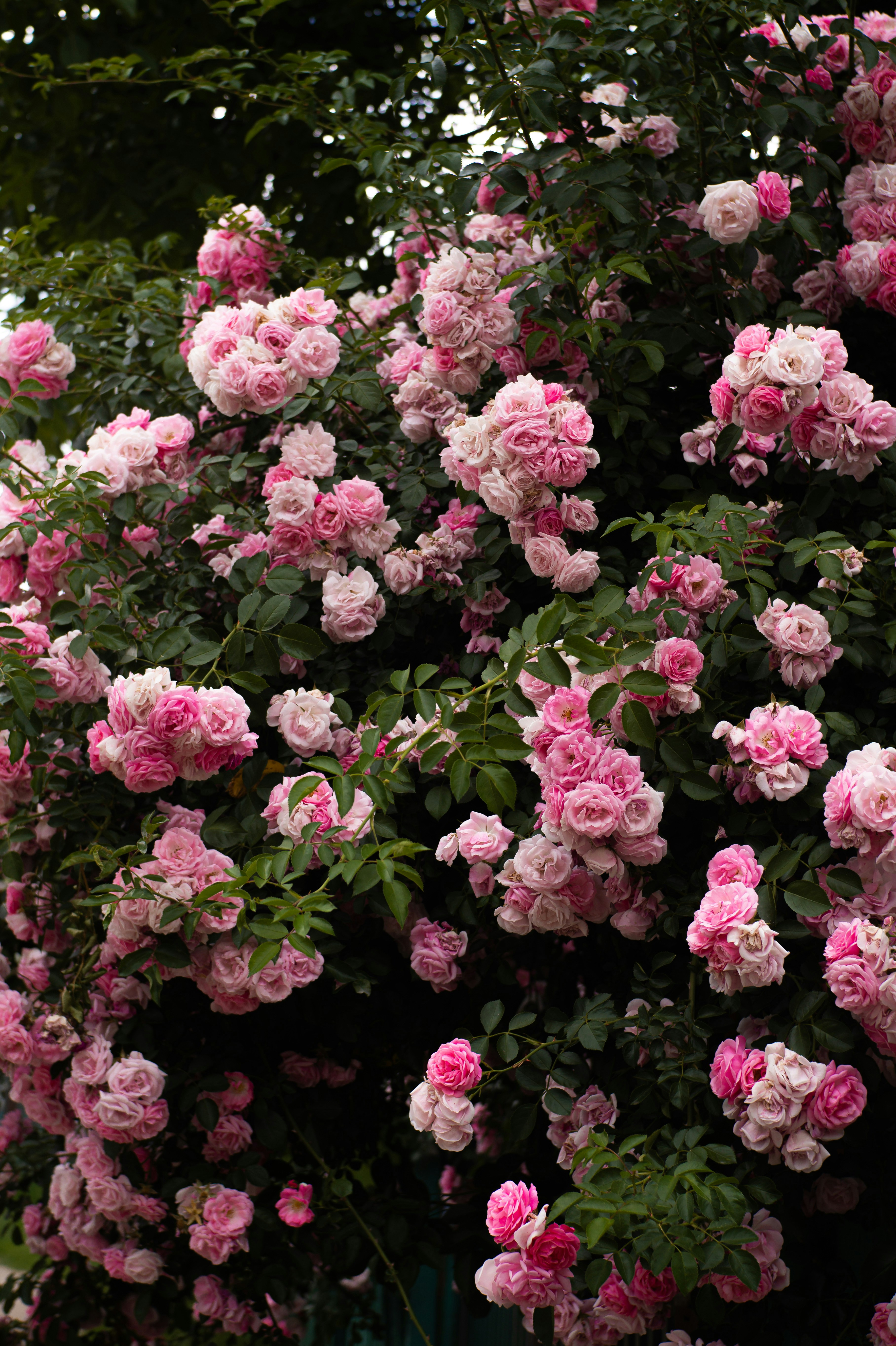 Photo by valentine_ivanova