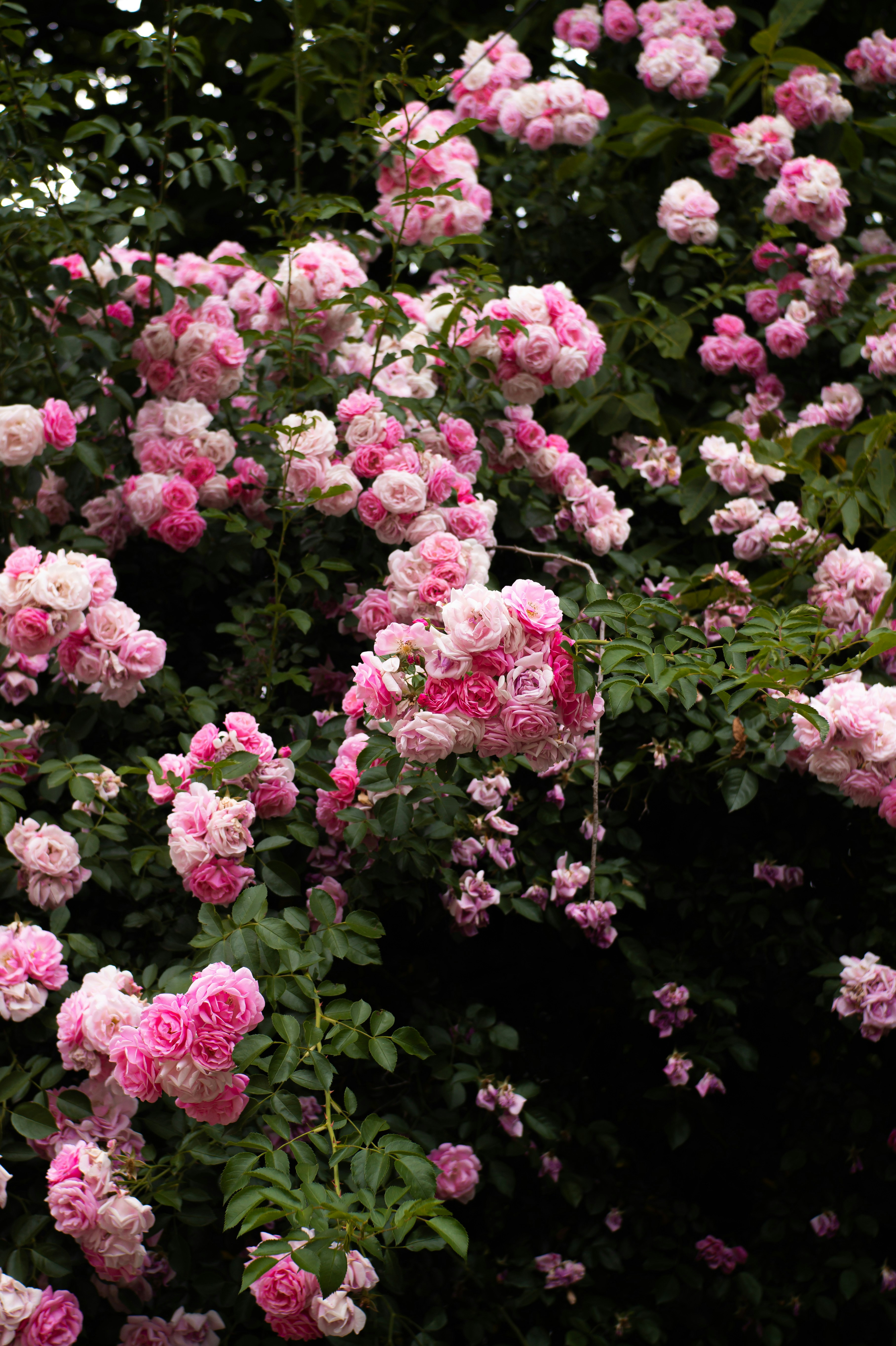 Photo by valentine_ivanova