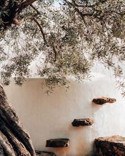 Tree leaves and rustic steps against a white wall.