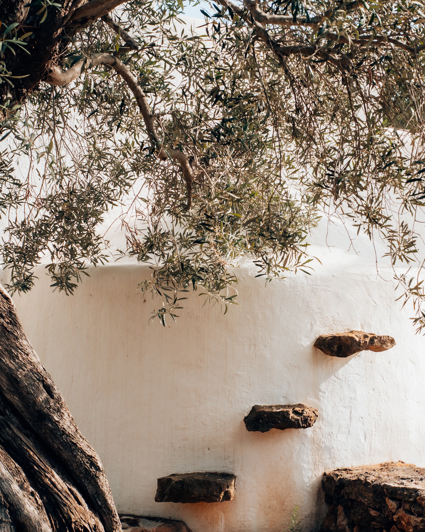 Olive branches against a lime-washed wall