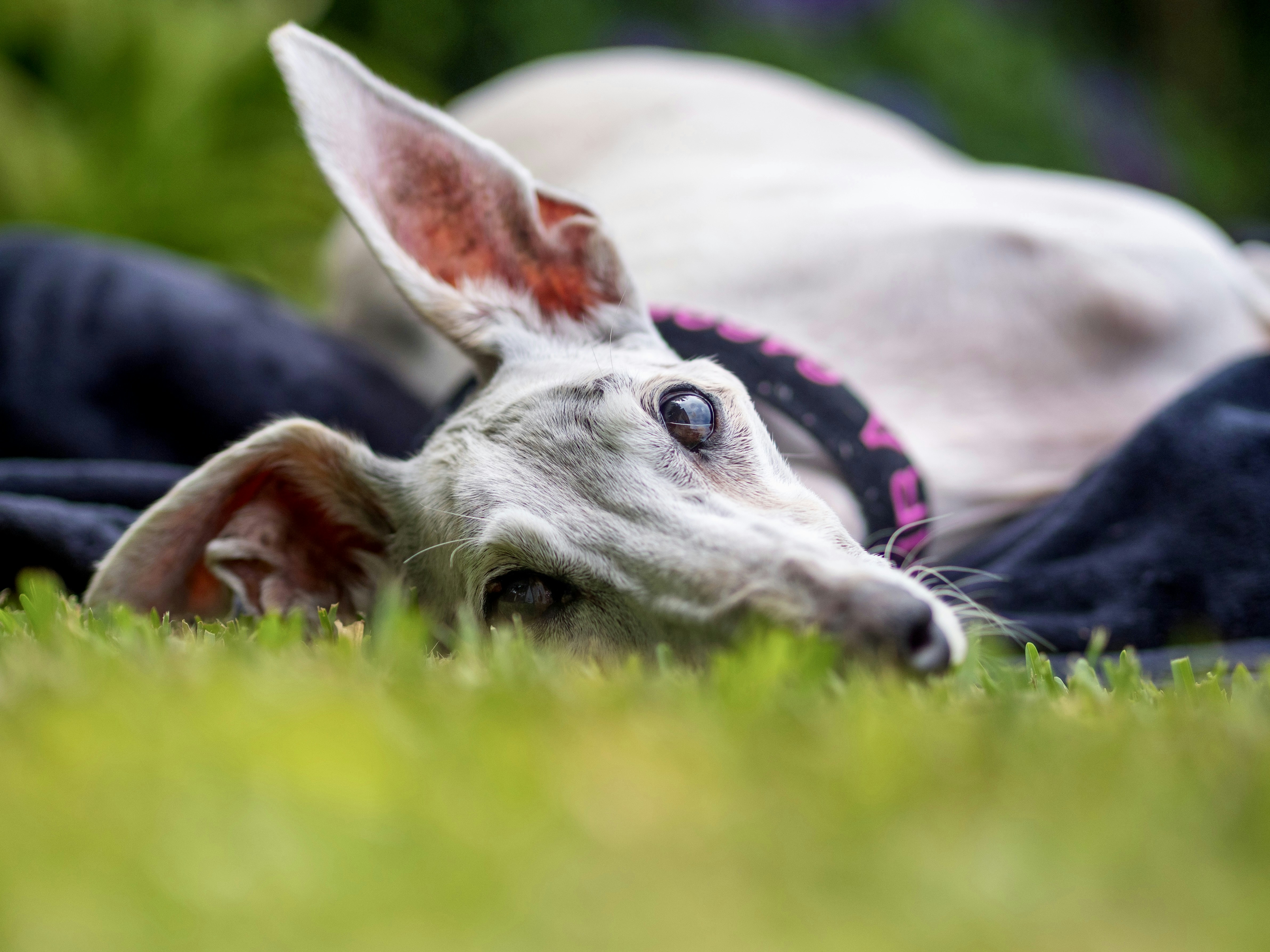 Ein Windhund entspannt sich auf dem Gras.