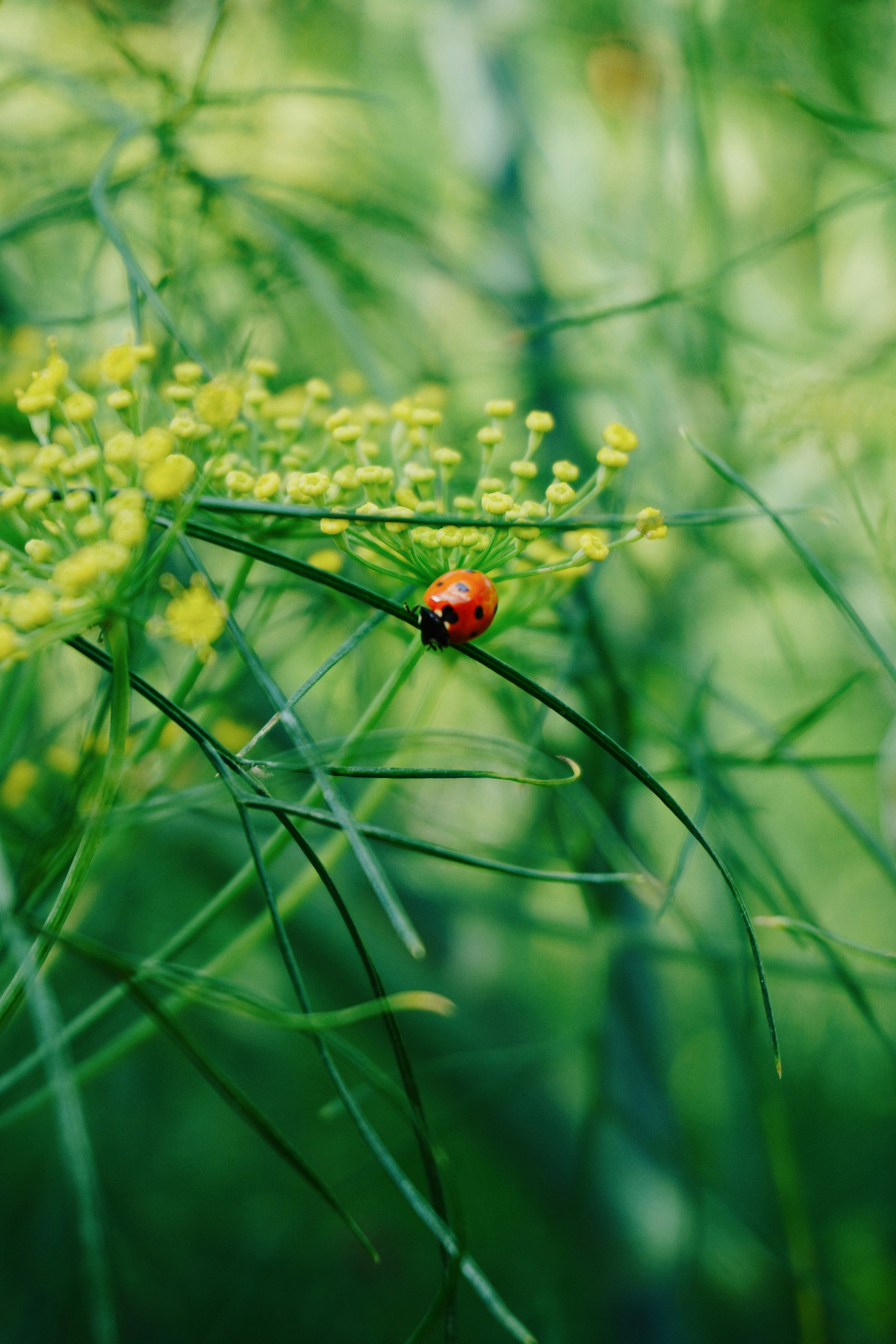 A ladybug rests on a green, flowered stem.