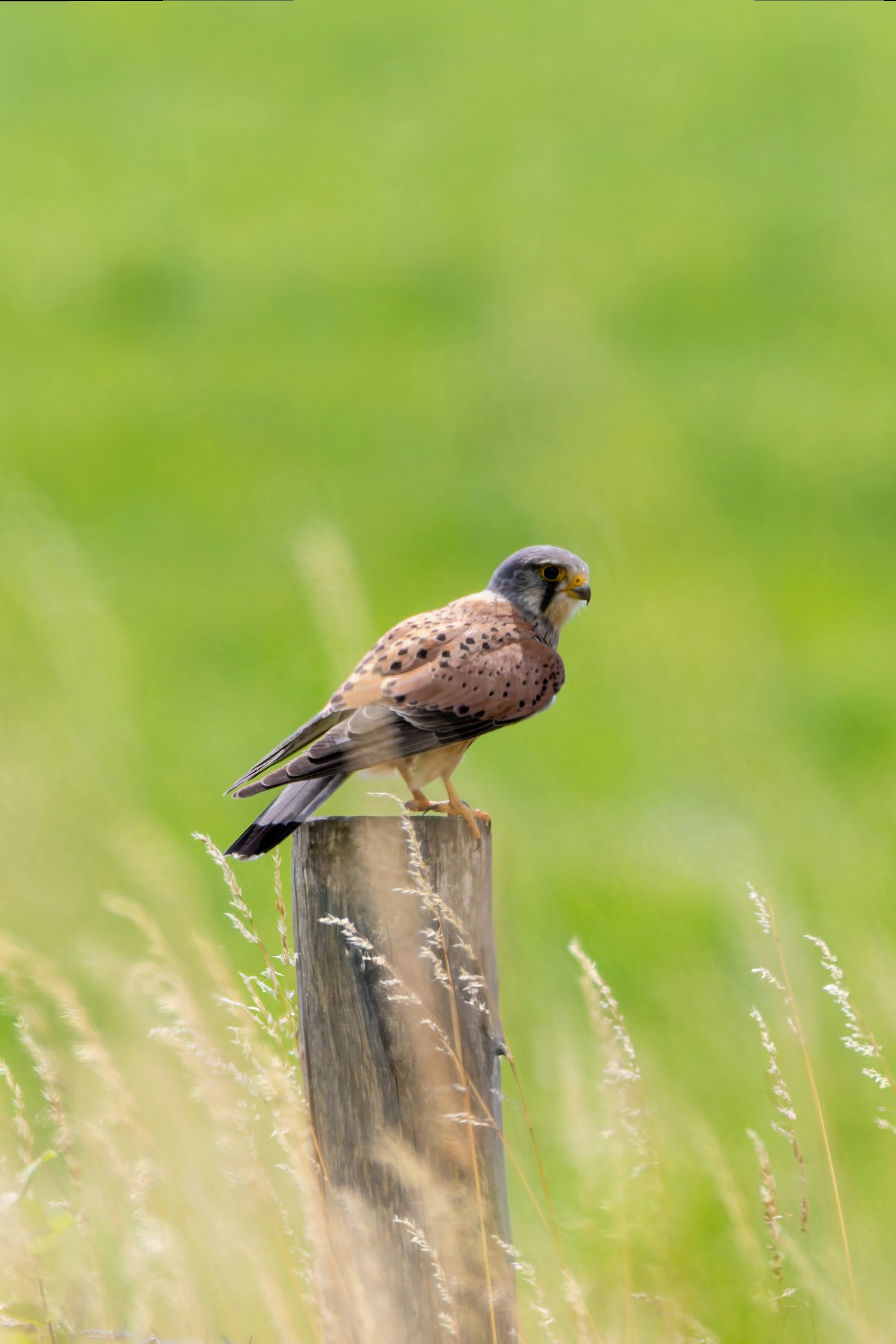 Photo by siegfriedpoepperl