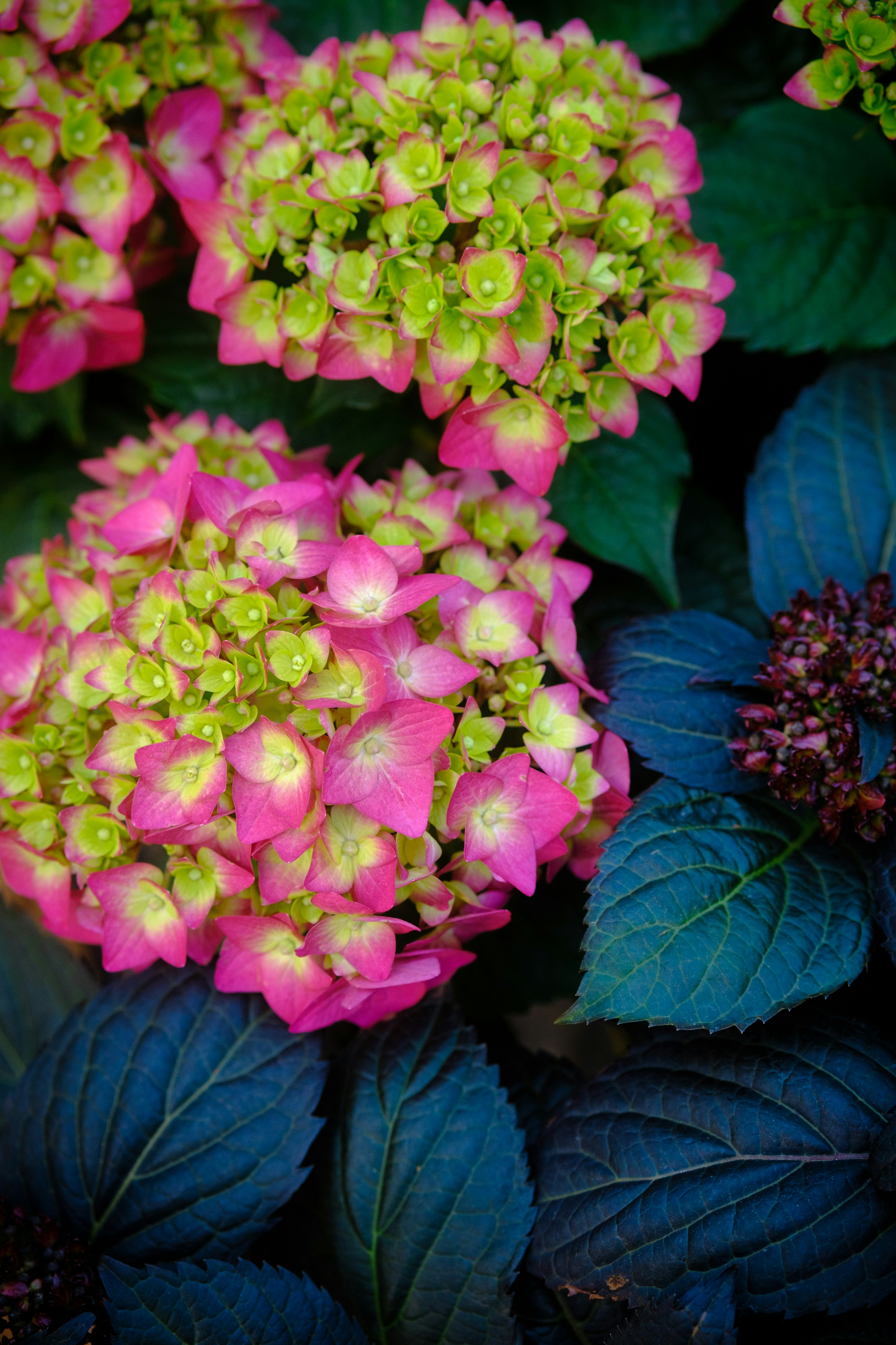 Vibrant pink and green hydrangeas blossom beautifully.