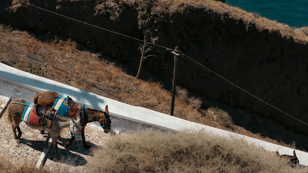Donkeys walk on a paved slope near the sea.