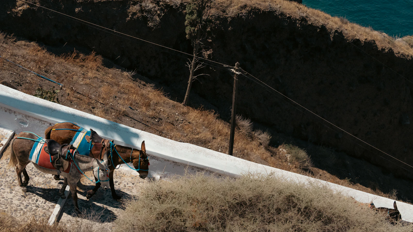 Two saddled donkeys standing on a narrow pale path above a dry hillside on Santorini, the sea below