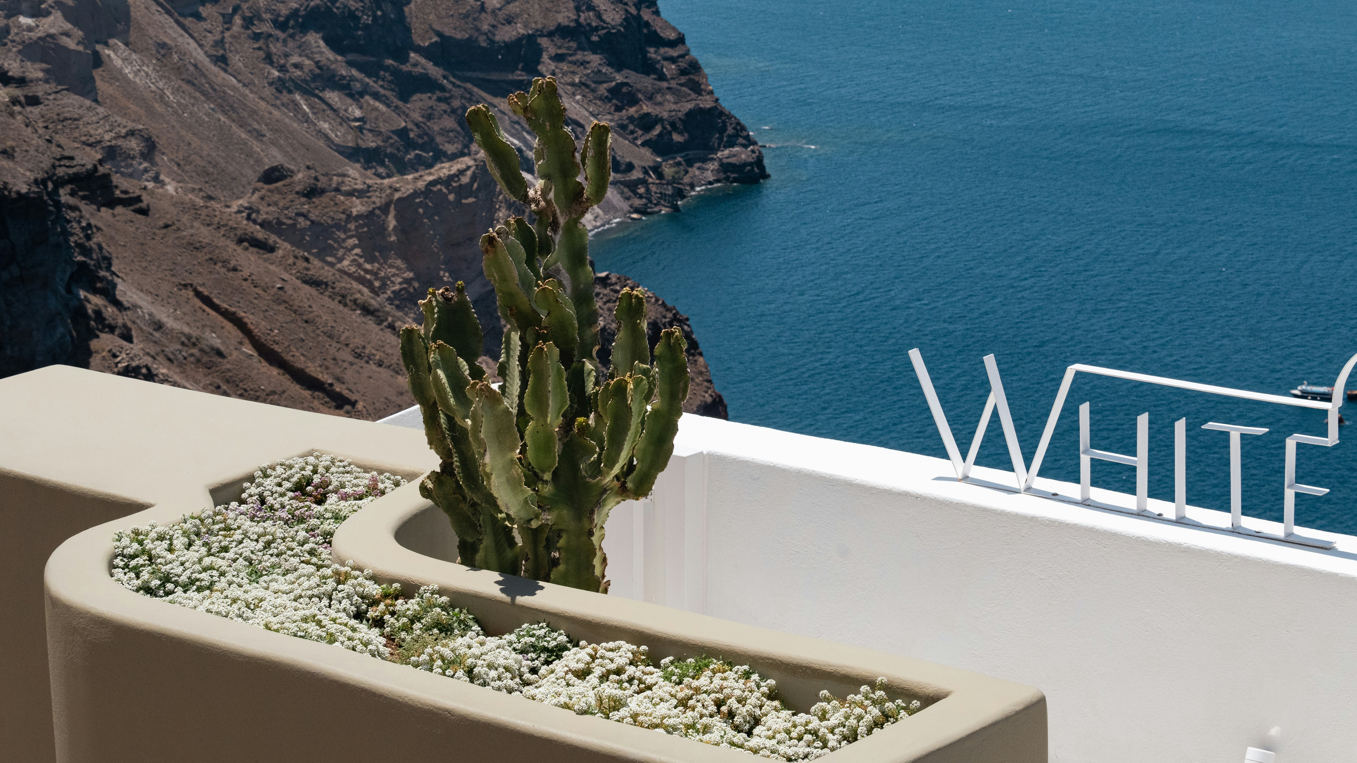 Cactus grows near the sea with a "white" sign.