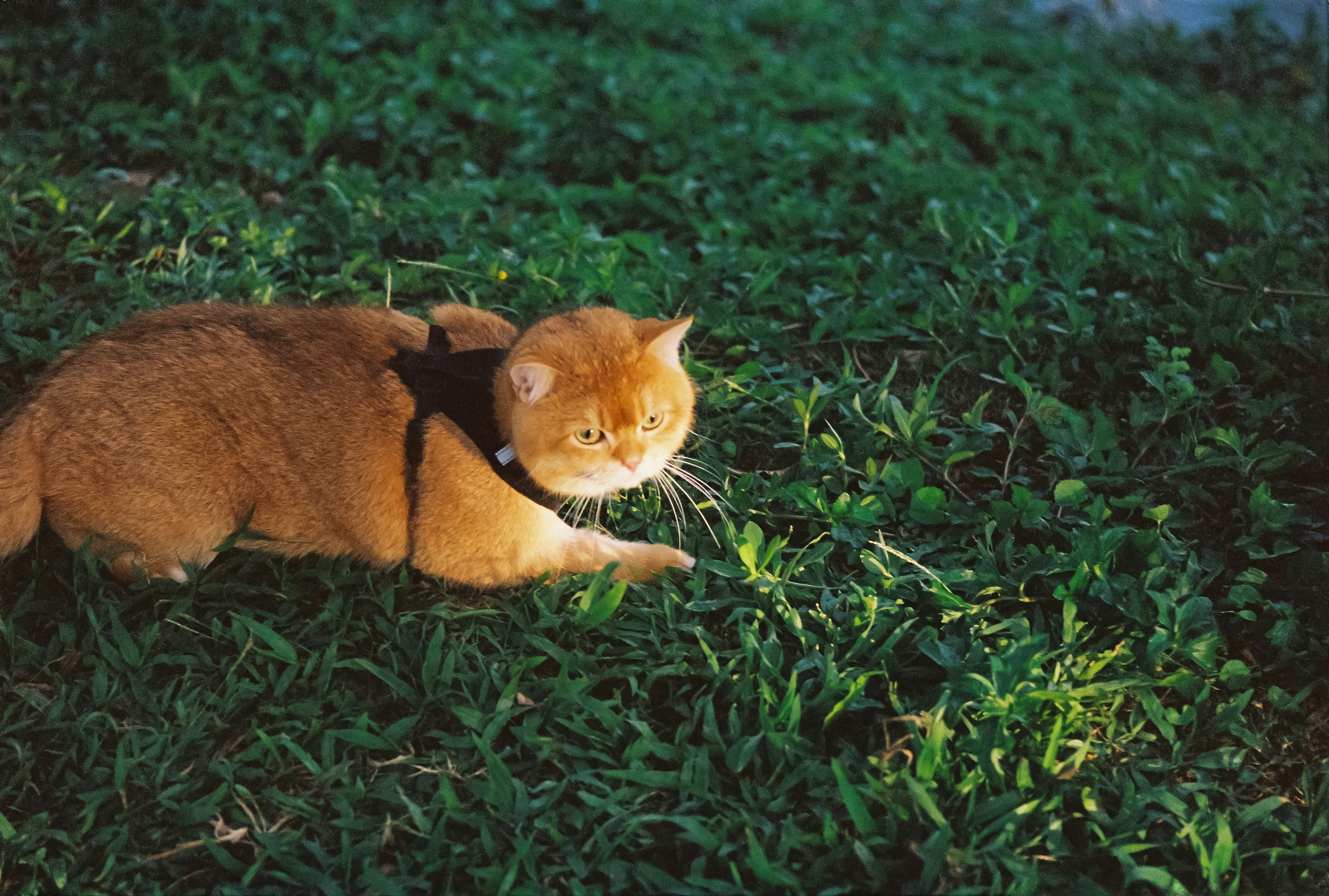 Photo by potatonorim