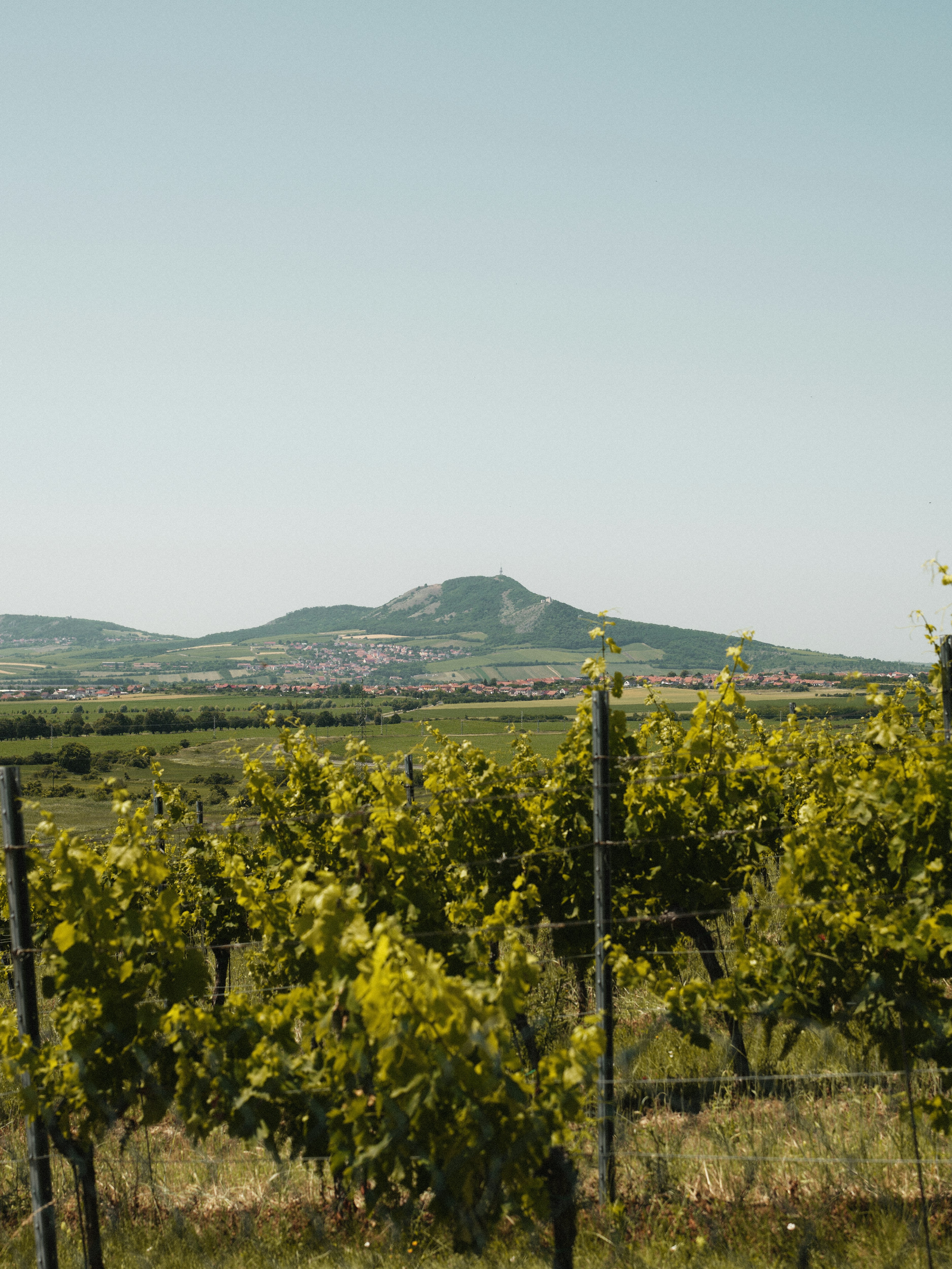 Vineyard with a distant mountain and town.