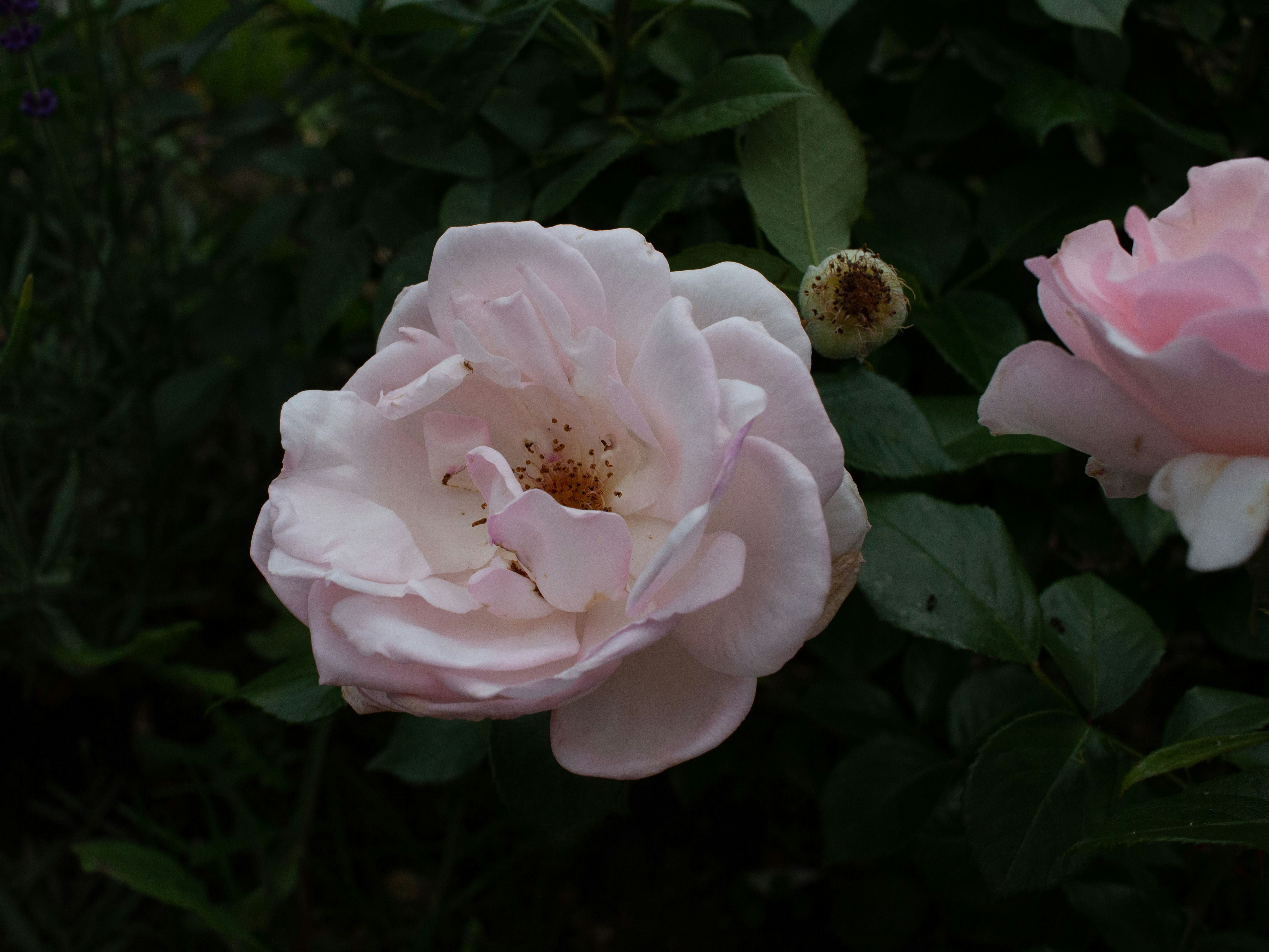 Pink rose blooming