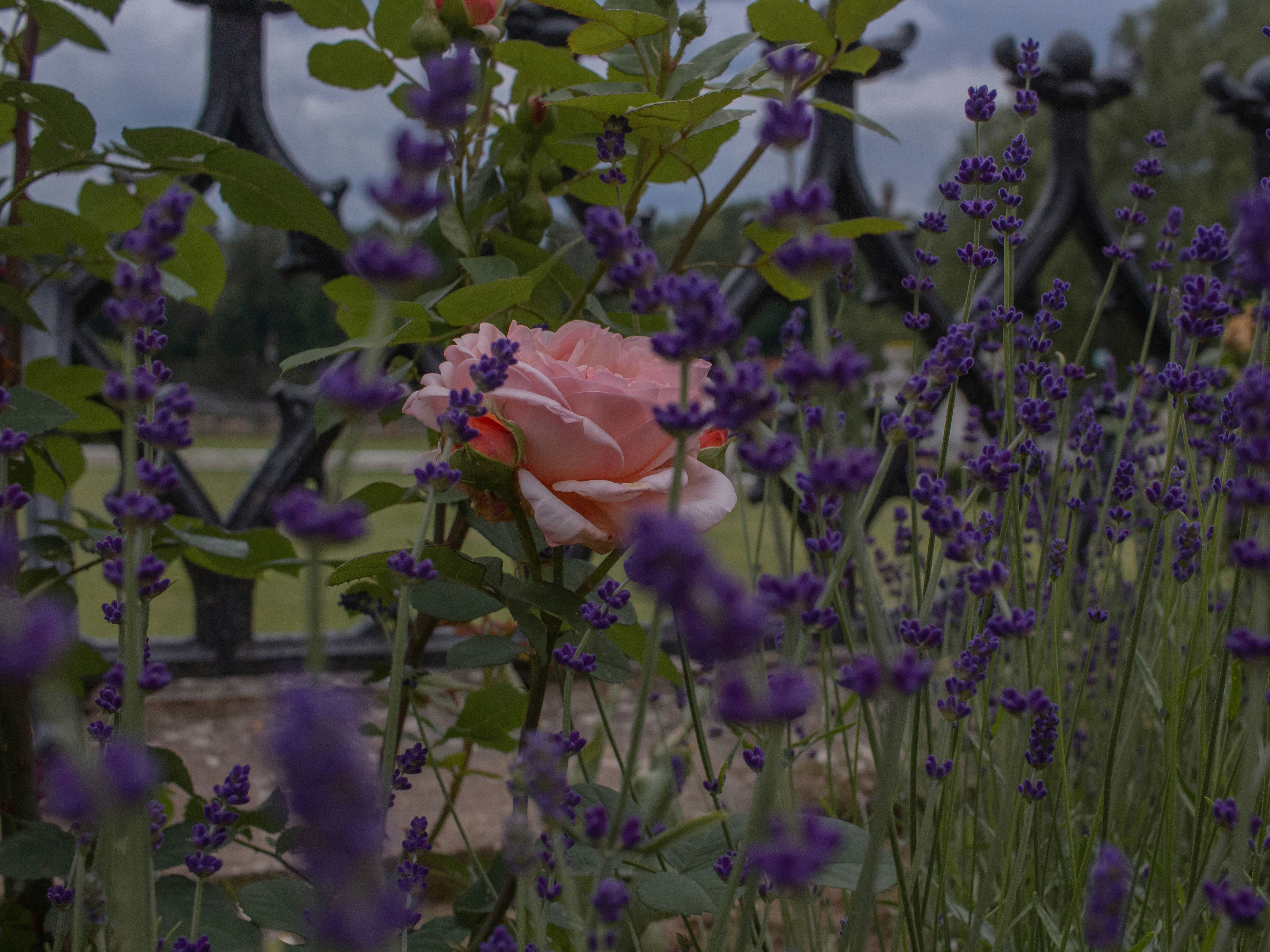 rose petals wallpaper, wallpaper, Toner Air Mawar: Manfaat, Cara Pakai, dan Tips 2