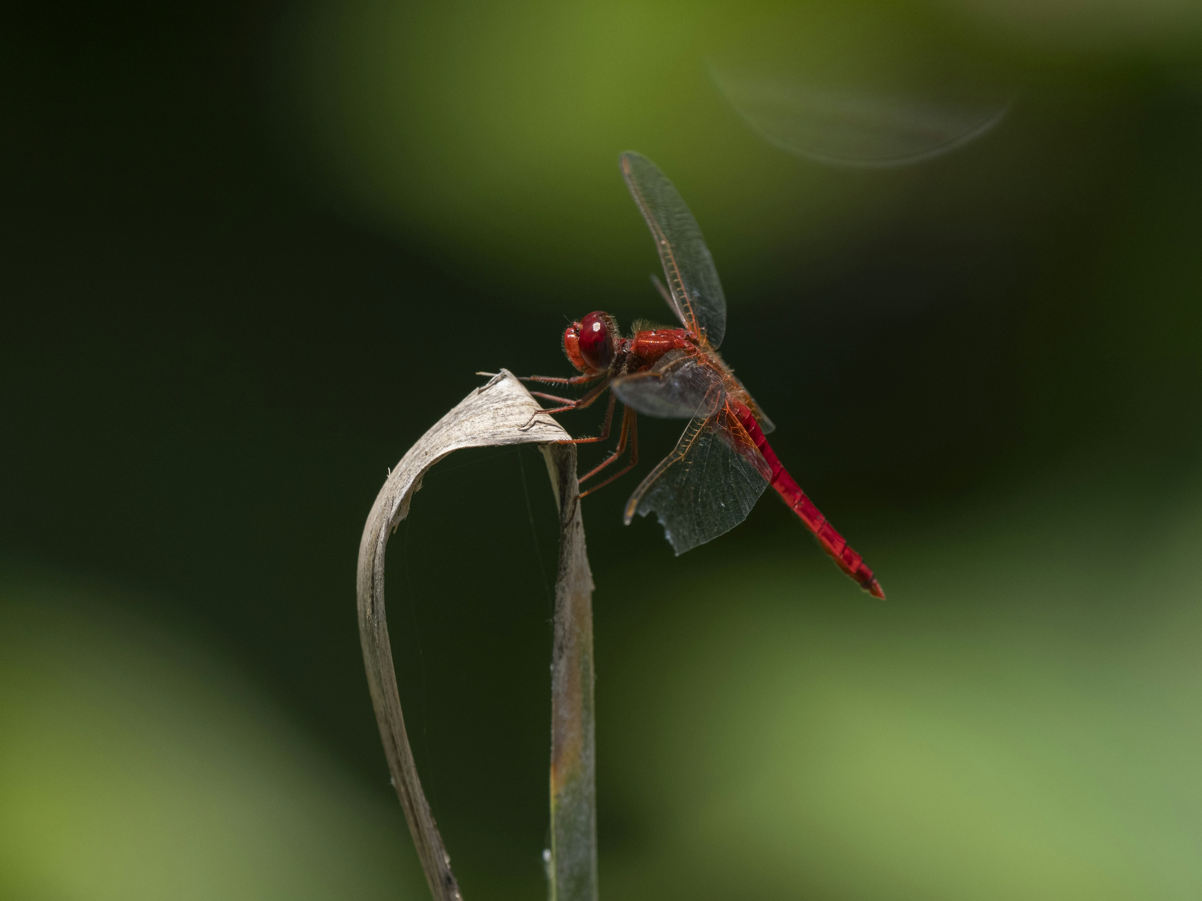 Photo by enginakyurt