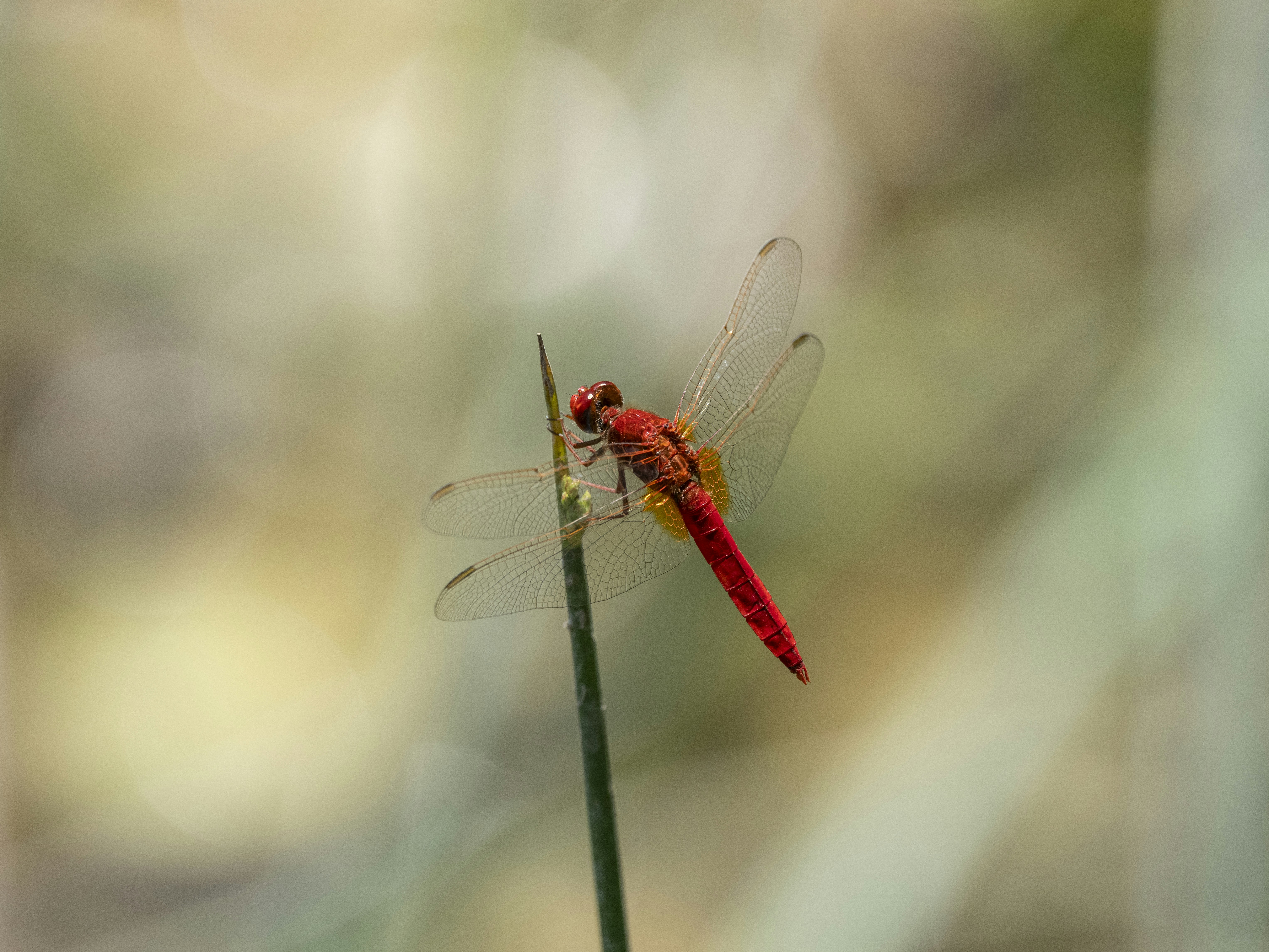 Photo by enginakyurt