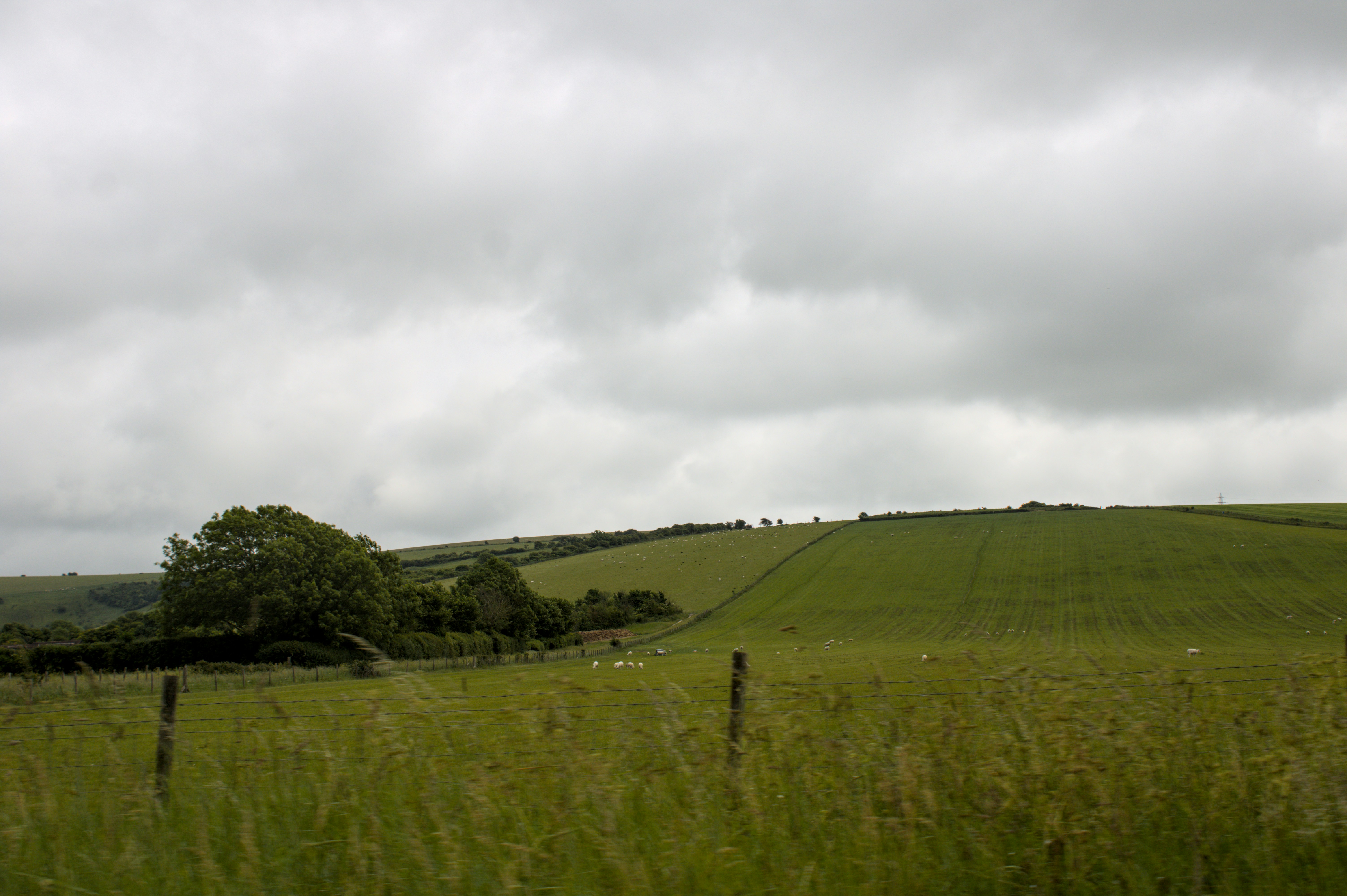 Grassy hills under a cloudy, overcast sky., Rolling Green Hills Under Cloudy Skies in English Countryside A wide expanse of lush green farmland stretches across gently rolling hills beneath a moody overcast sky. Scattered sheep graze peacefully across the sloped fields, framed by hedgerows and solitary trees. This pastoral landscape captures the quiet beauty of rural England and the timeless atmosphere of the British countryside.