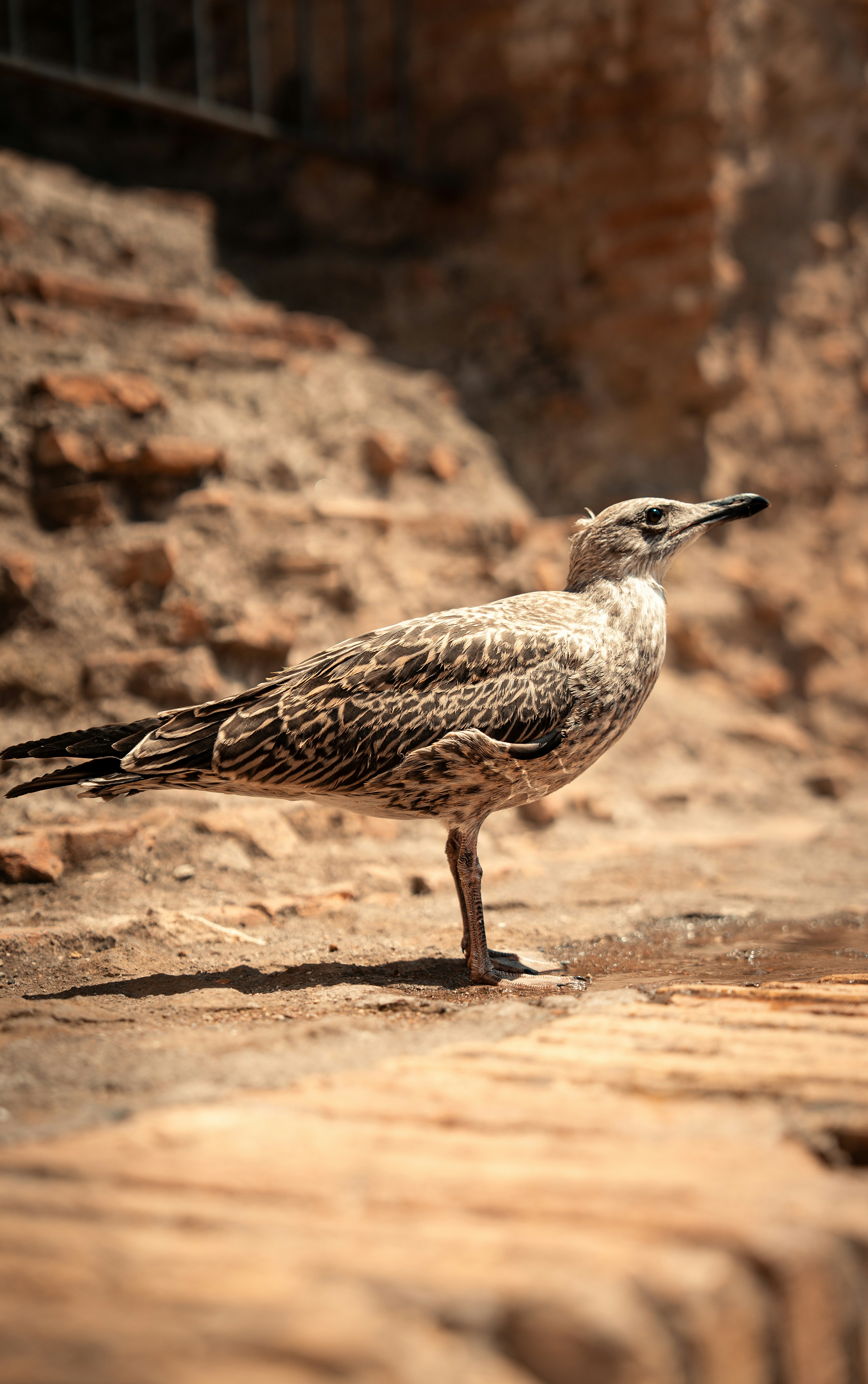 A seagull stands on weathered stone bricks.