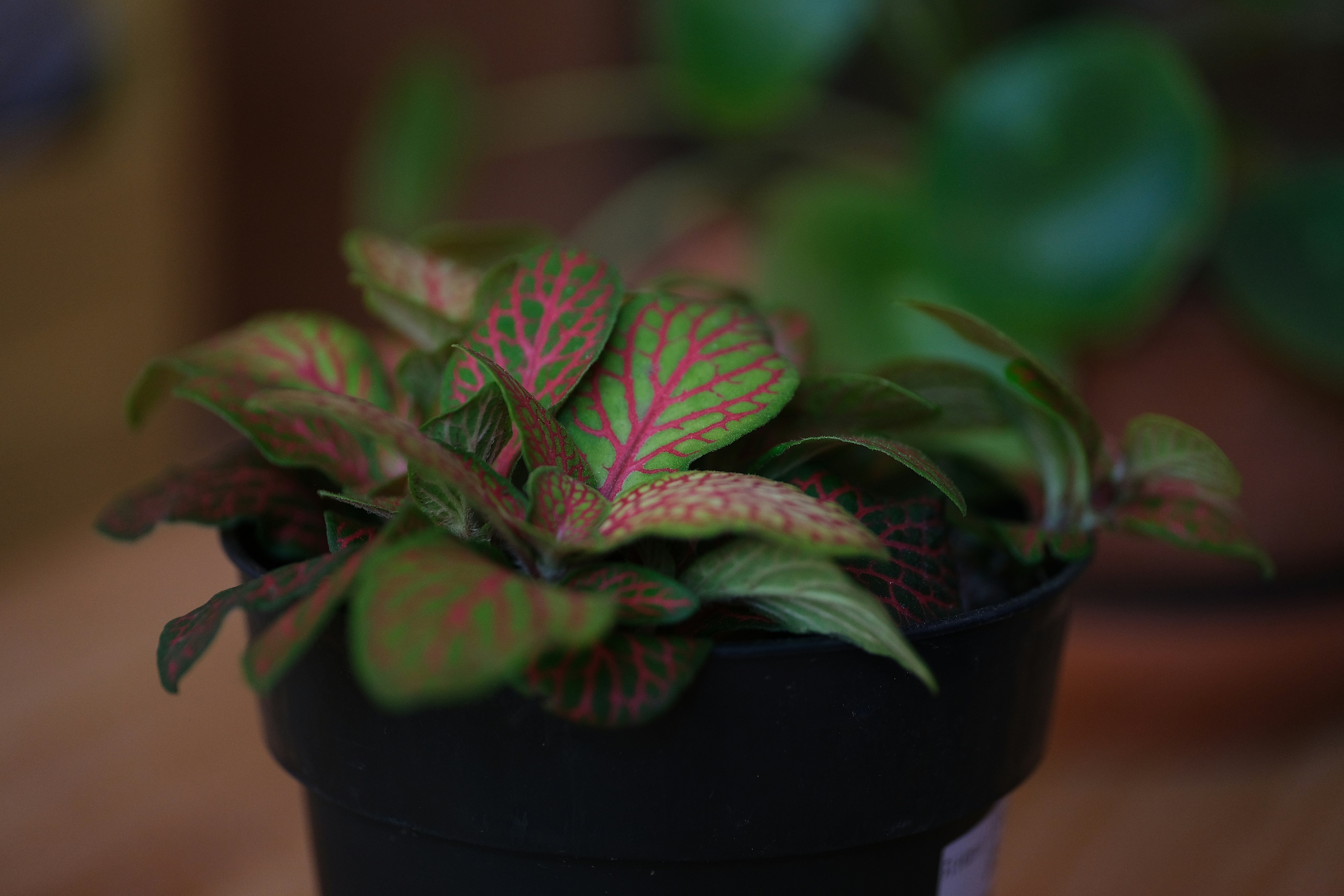 Une plante en pot aux feuilles roses et vertes.