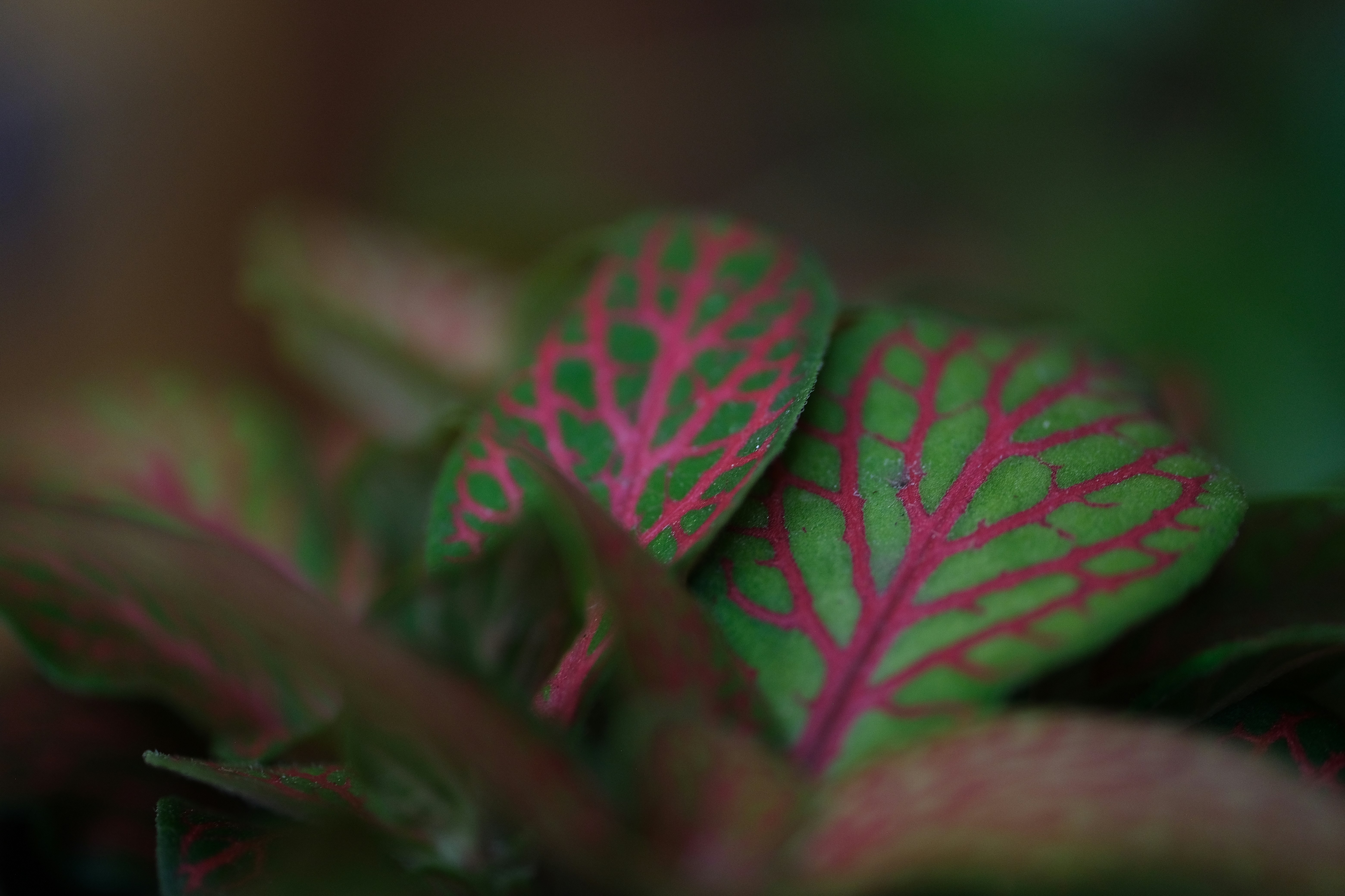 Les feuilles vibrantes présentent de beaux motifs complexes.