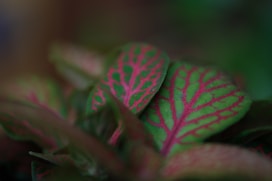 Vibrant leaves display beautiful, intricate patterns.