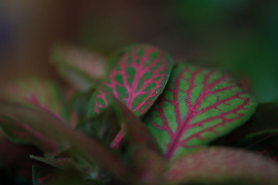 Vibrant leaves display beautiful, intricate patterns.