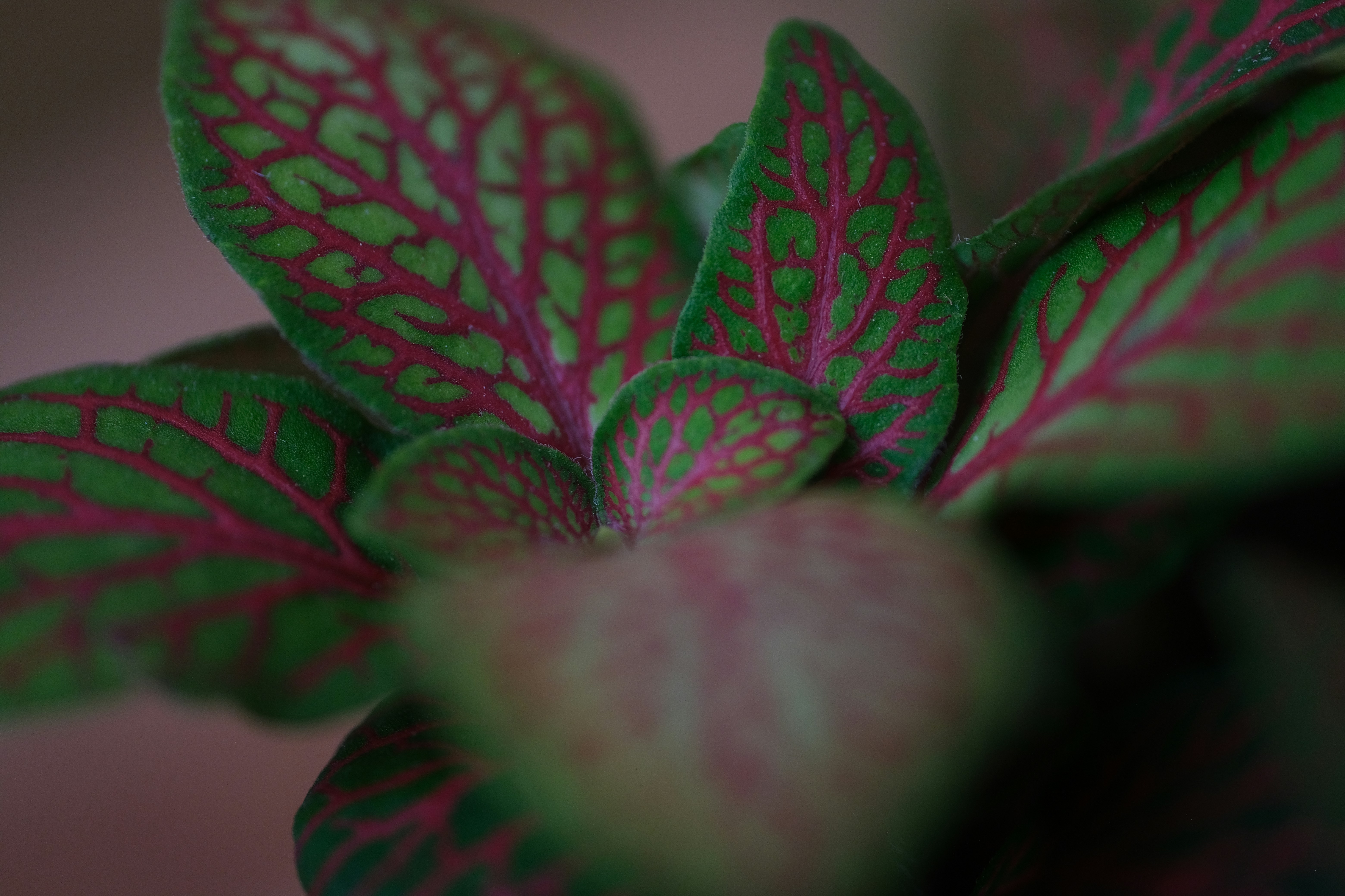 Feuilles vert vif avec des veines rouges complexes.