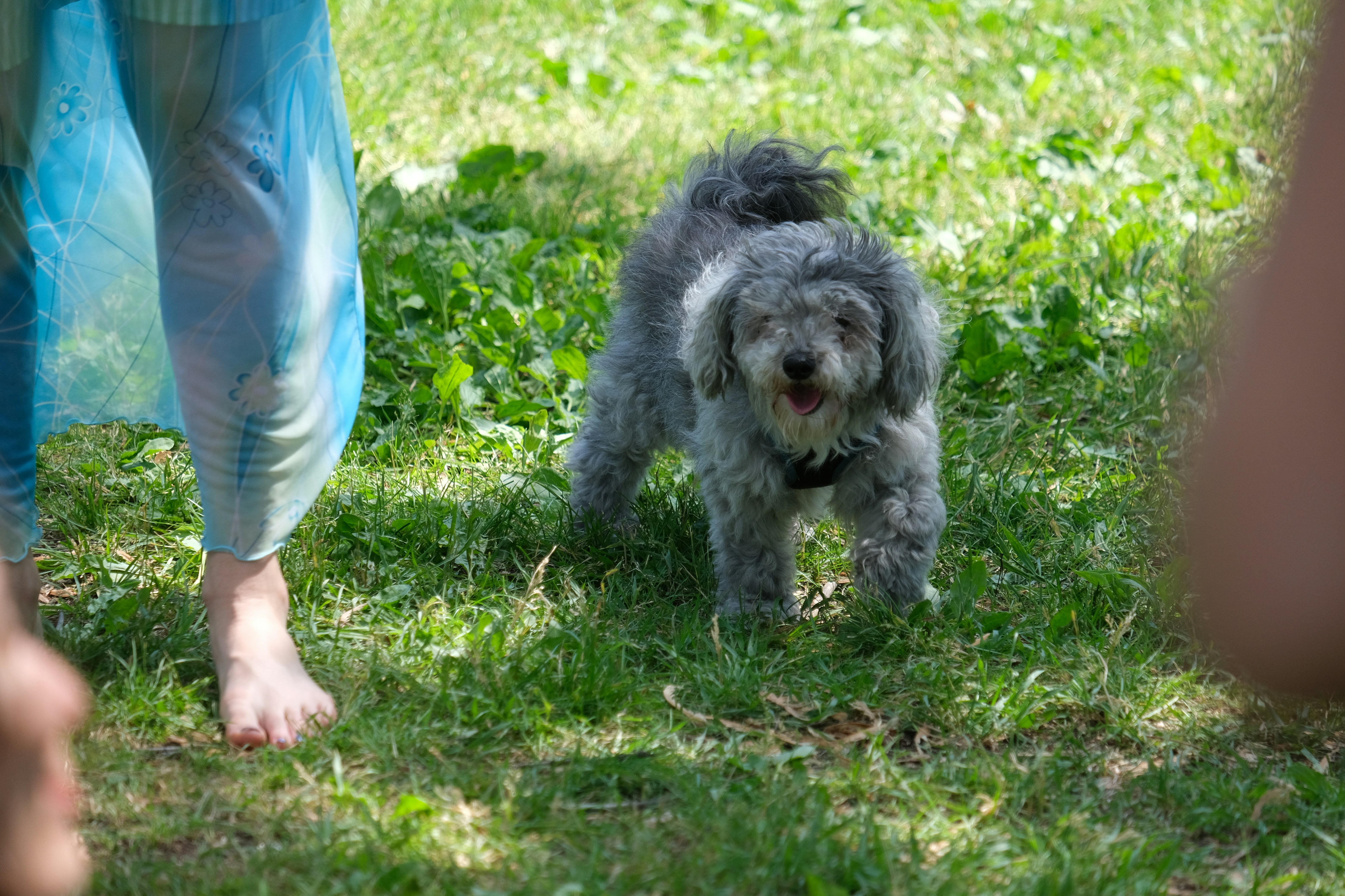 幸せそうな犬が人の近くの芝生に立っています。