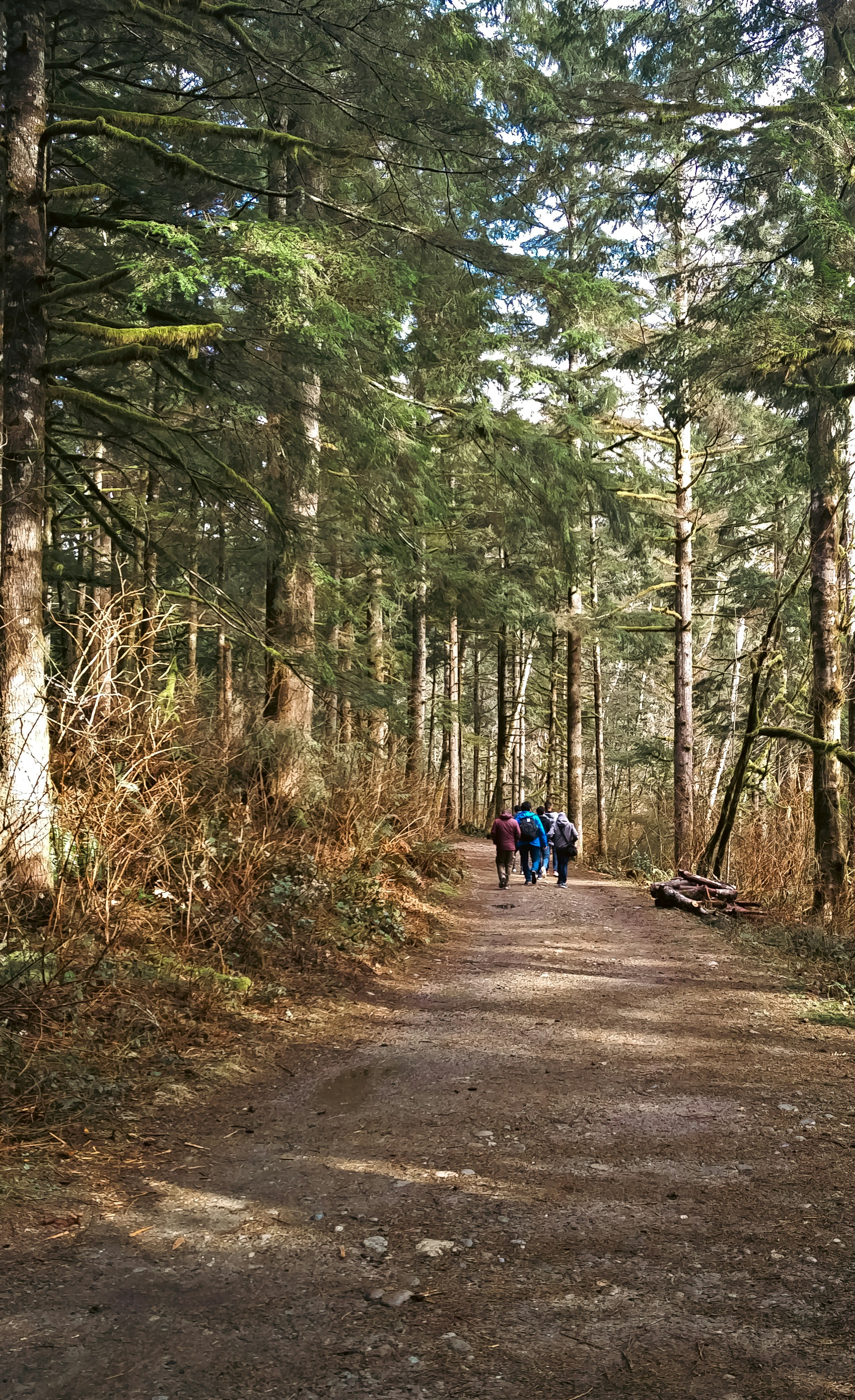 As pessoas caminham em uma trilha na floresta. foto – Imagem grátis sobre  Floresta na Unsplash, image size:3000x4913