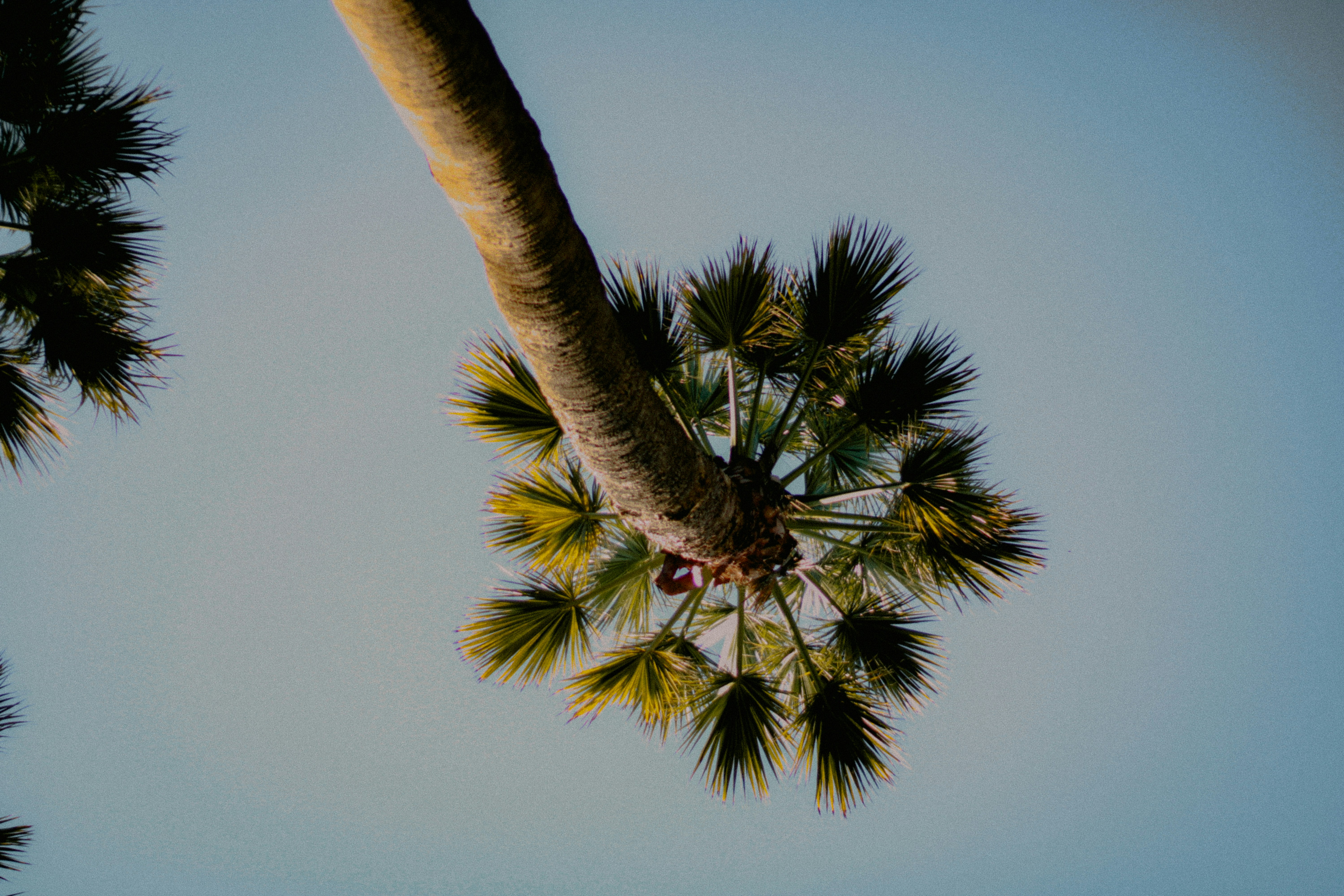 Palm tree viewed from below against a blue sky.