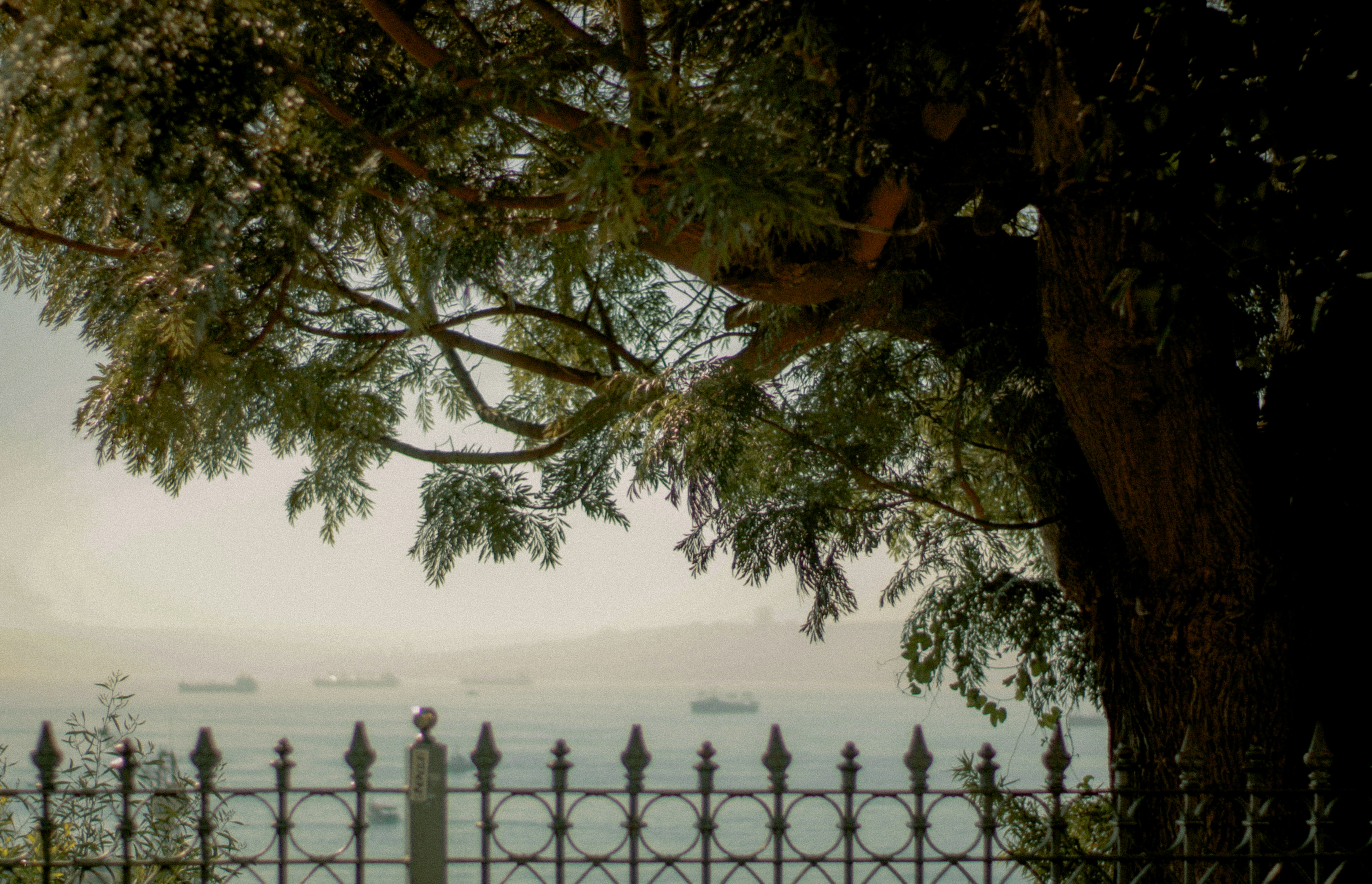 A tree overlooks a harbor with vessels.