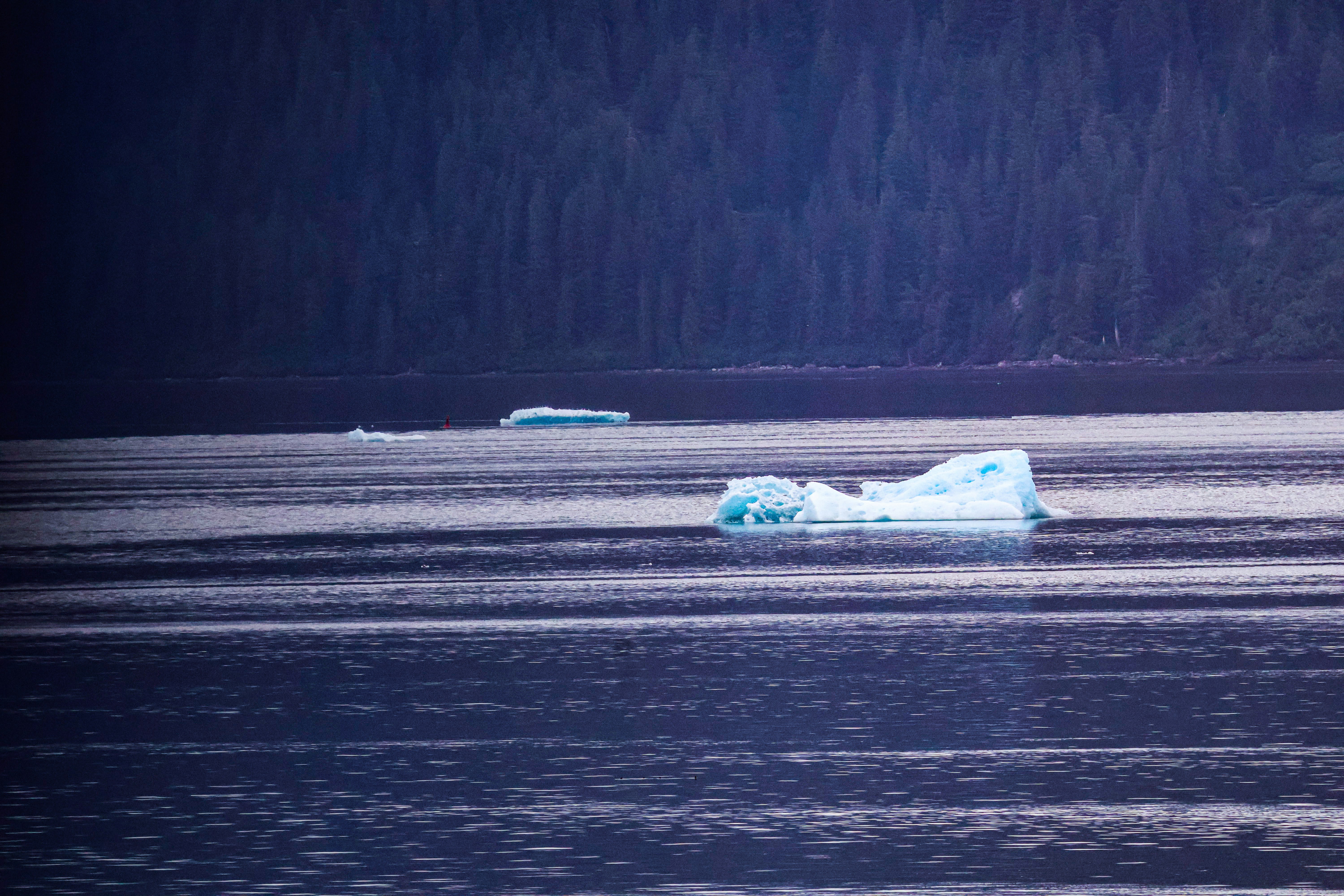Icebergs float on calm water near a forest