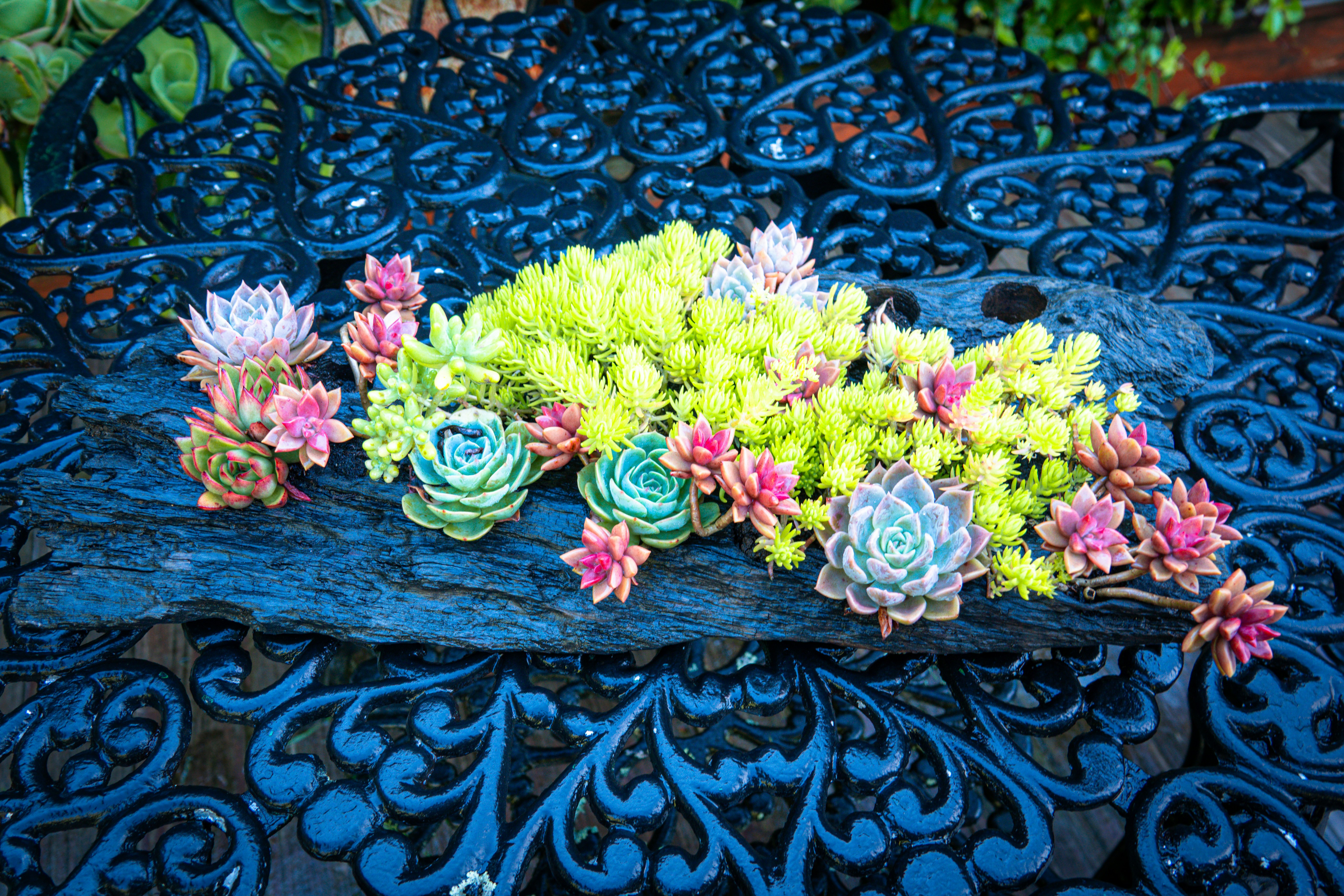 Succulents are arranged on a decorative black surface.