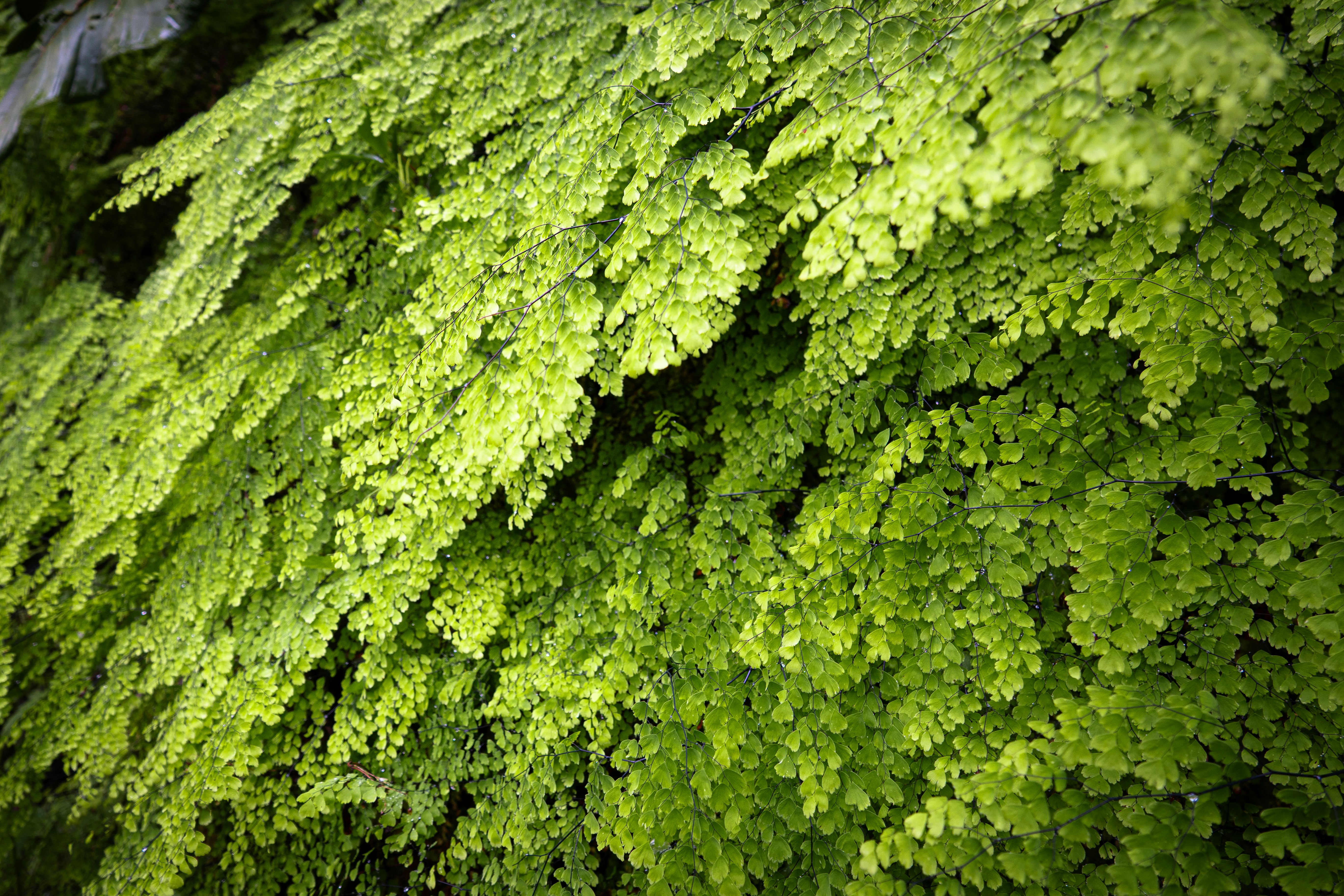 Lush, green ferns cascading down a wall.