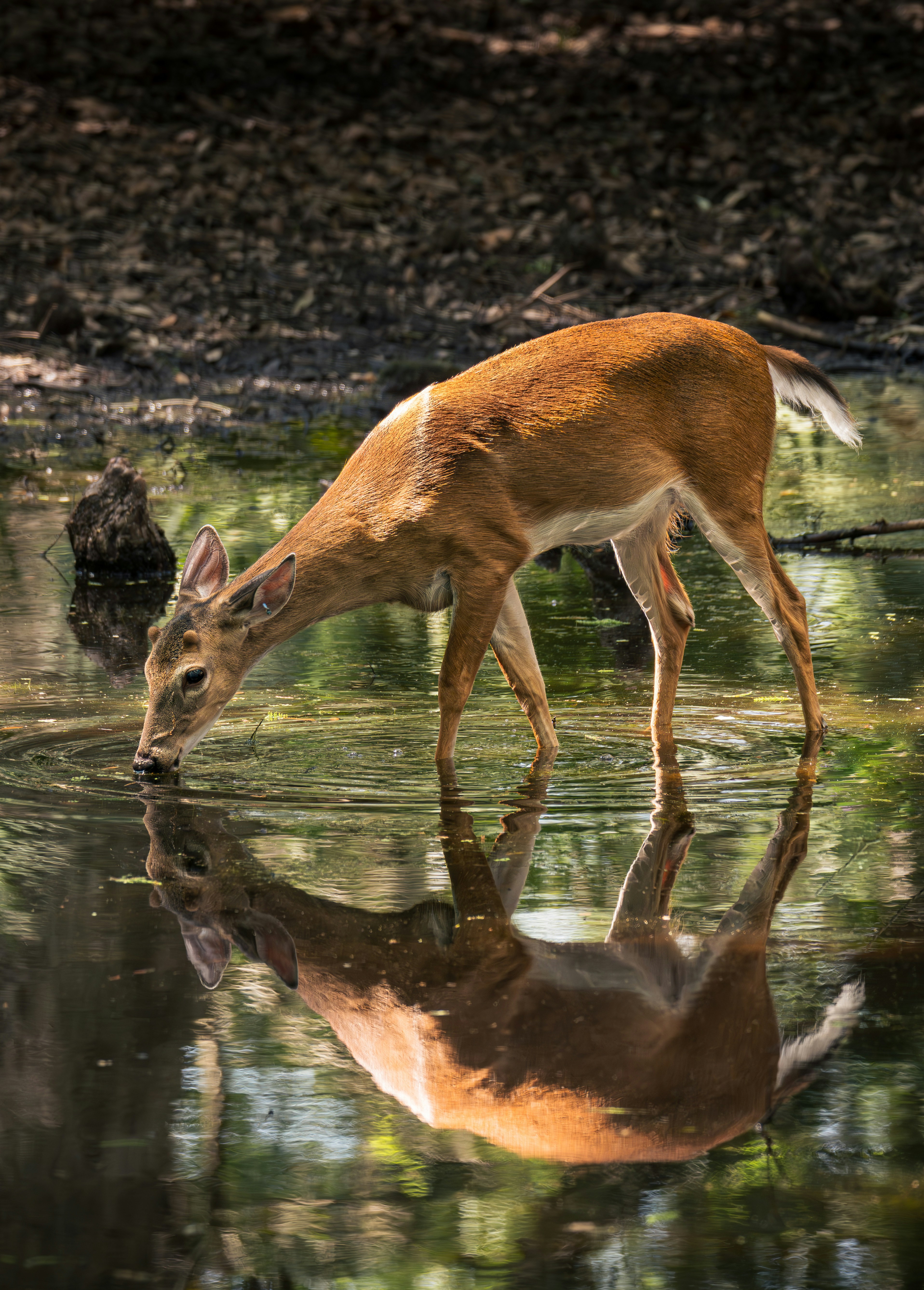 Photo by dkoplyk