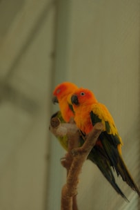 Two colorful parrots perched on a branch.