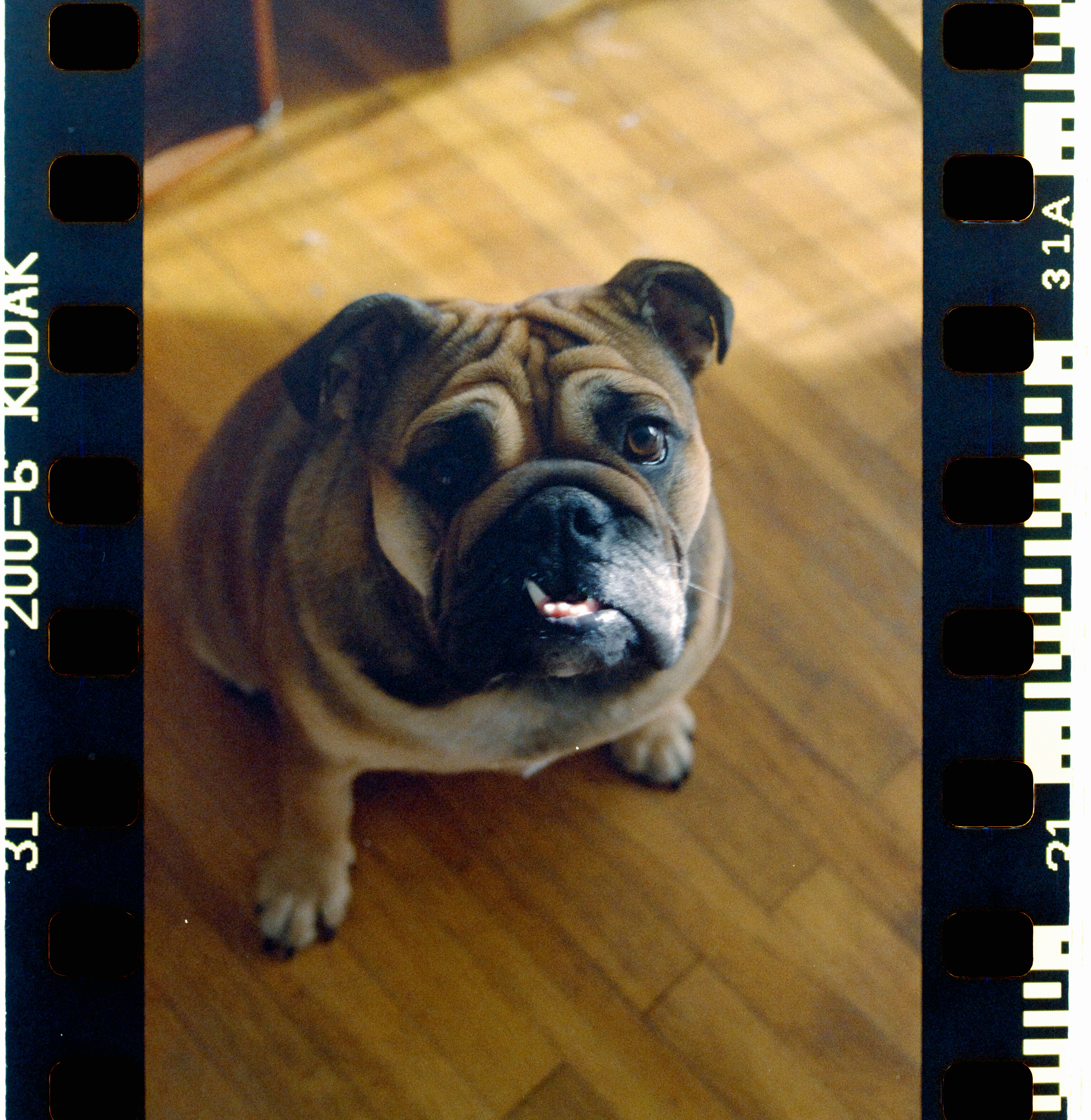 Bugg