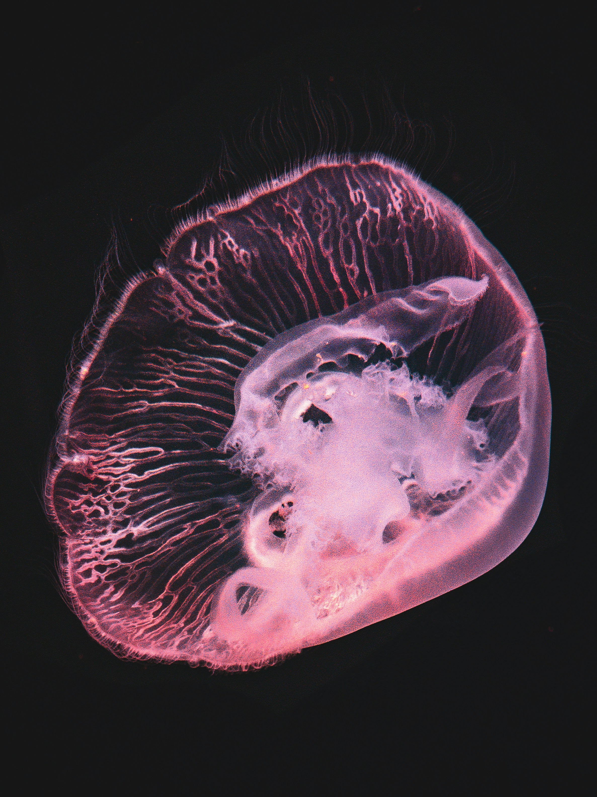 Una medusa rosa brilla sobre un fondo negro. foto – Imagen de Medusa ...