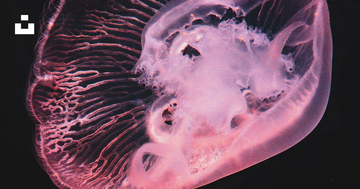 Una medusa rosa brilla sobre un fondo negro. foto – Imagen de Medusa ...