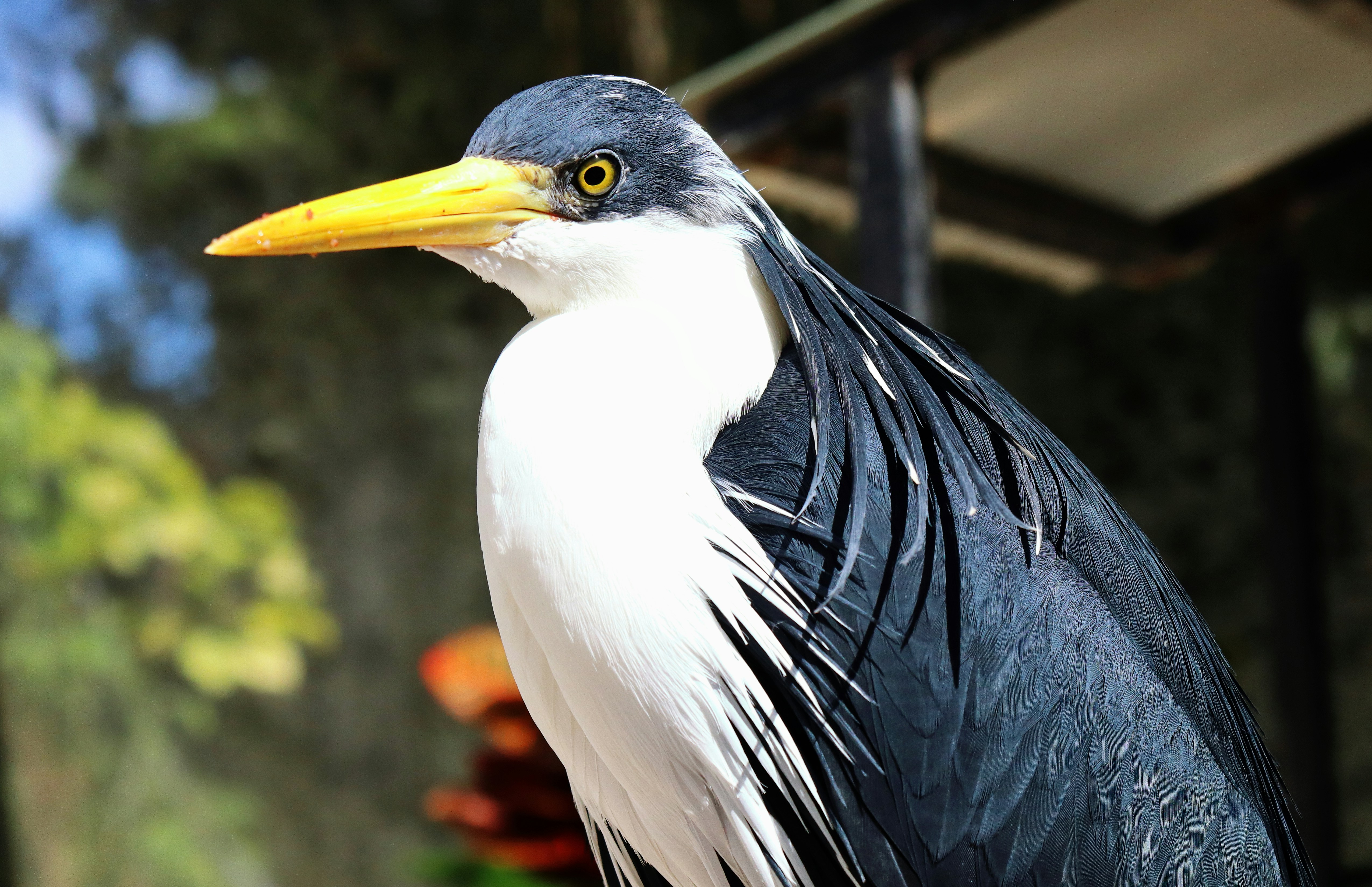 A striking bird with black, white, and yellow feathers.