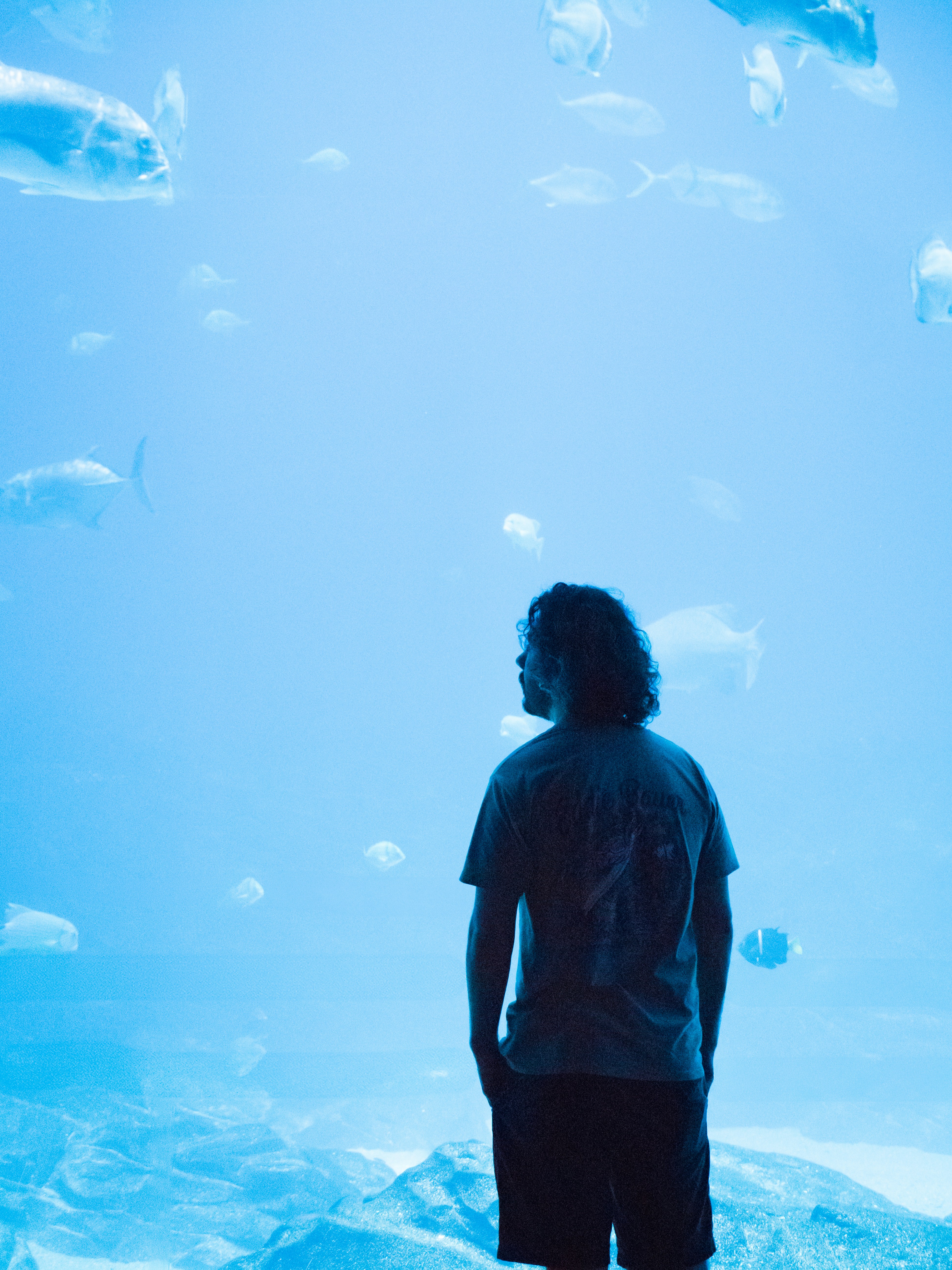 水族館で魚を見上げる男。