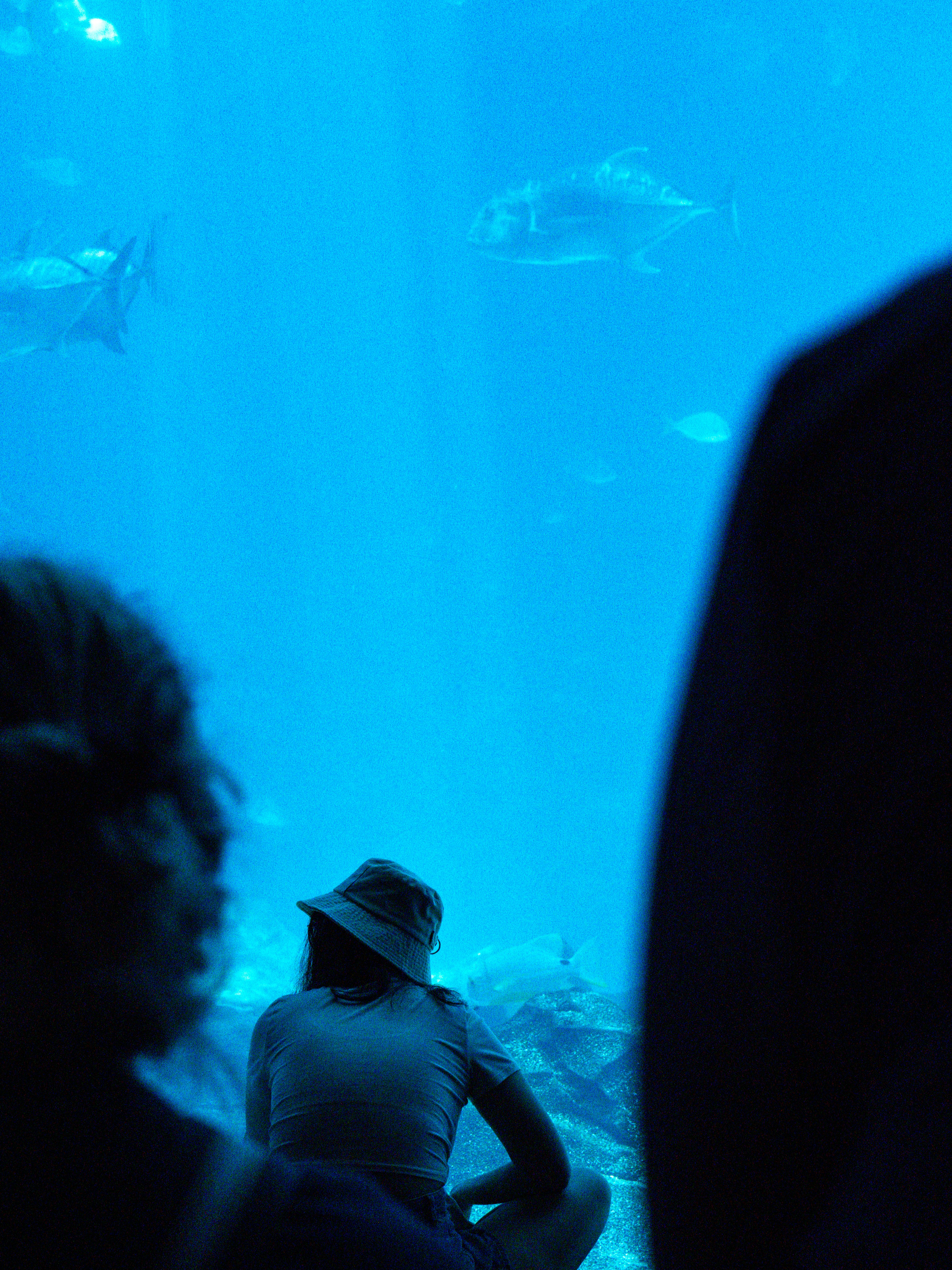 大きな水槽で泳ぐ魚を観察する人々。