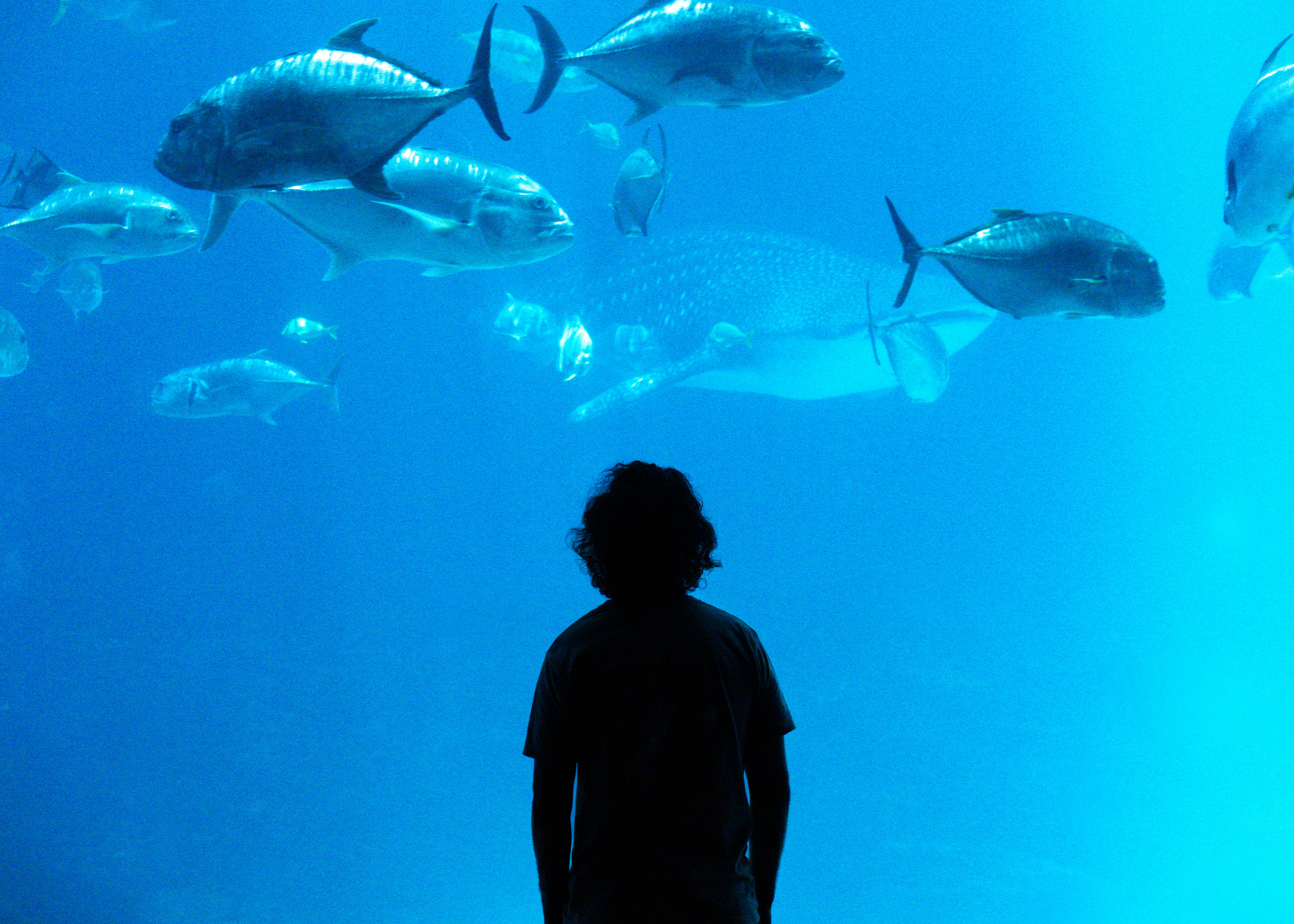 水中を泳ぐ魚を見つめる人。