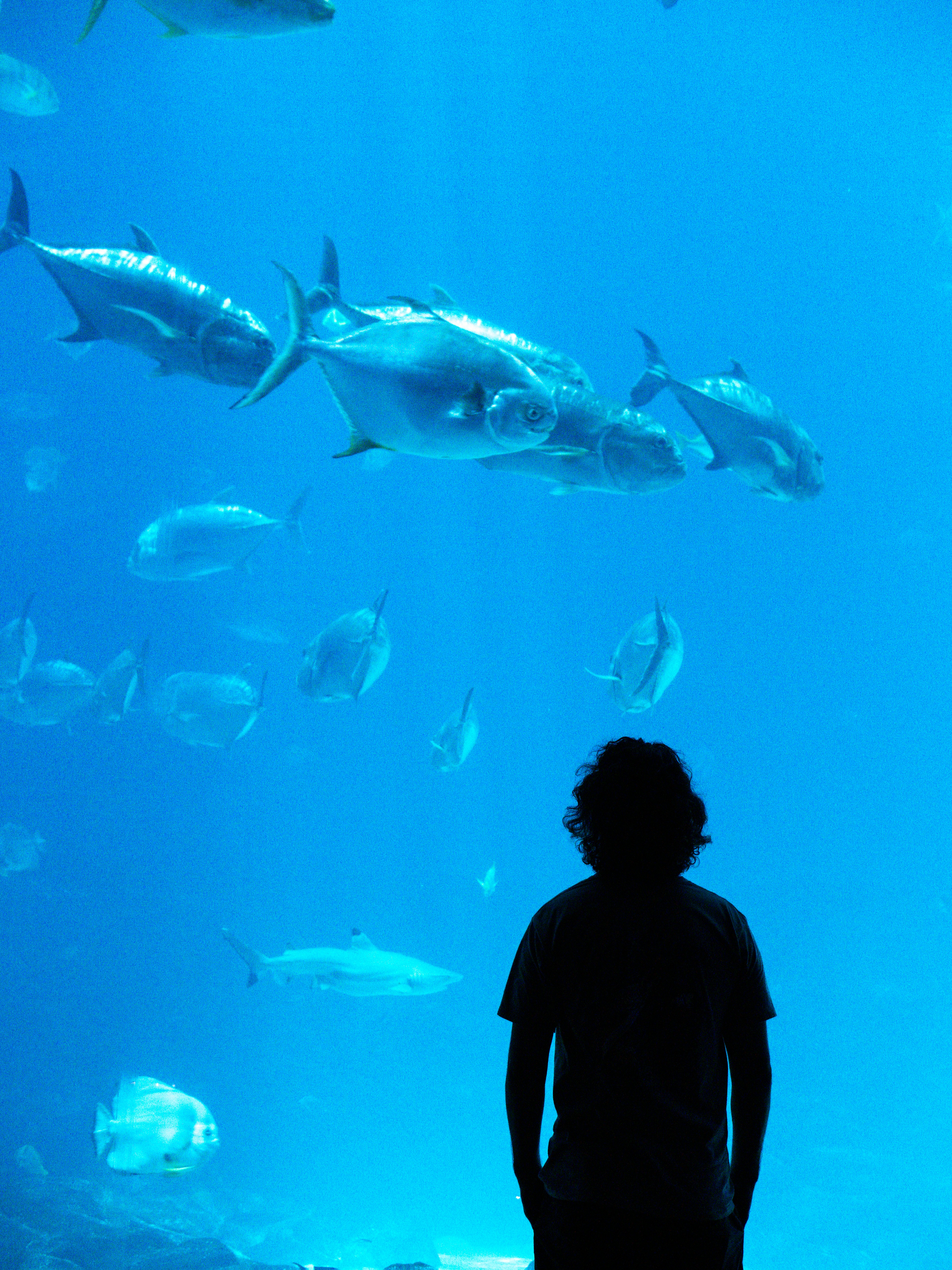 人は水族館で泳いでいる魚を賞賛します。