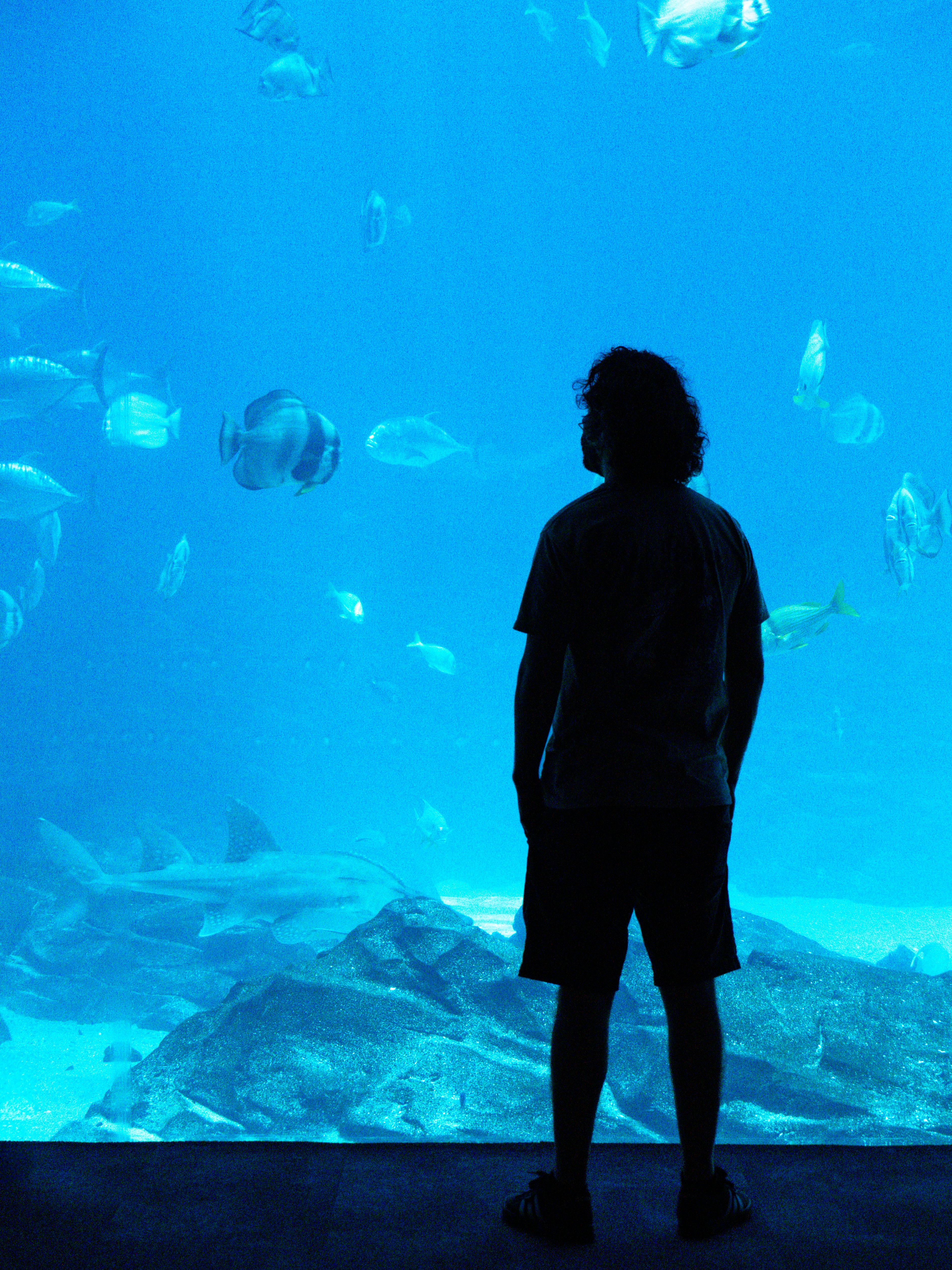 水族館で魚を観察する人。