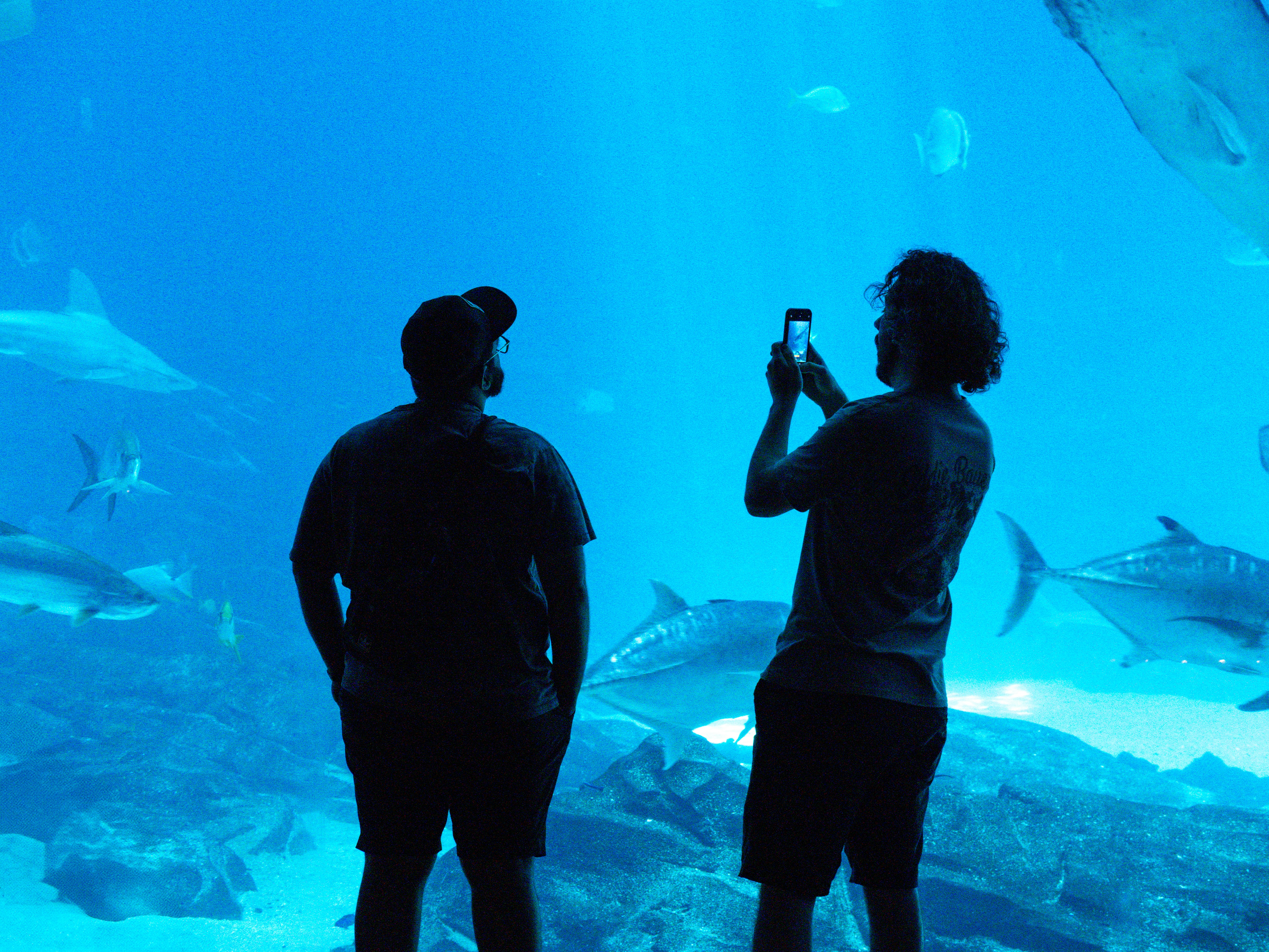 水族館では、人々がサメを見ています。