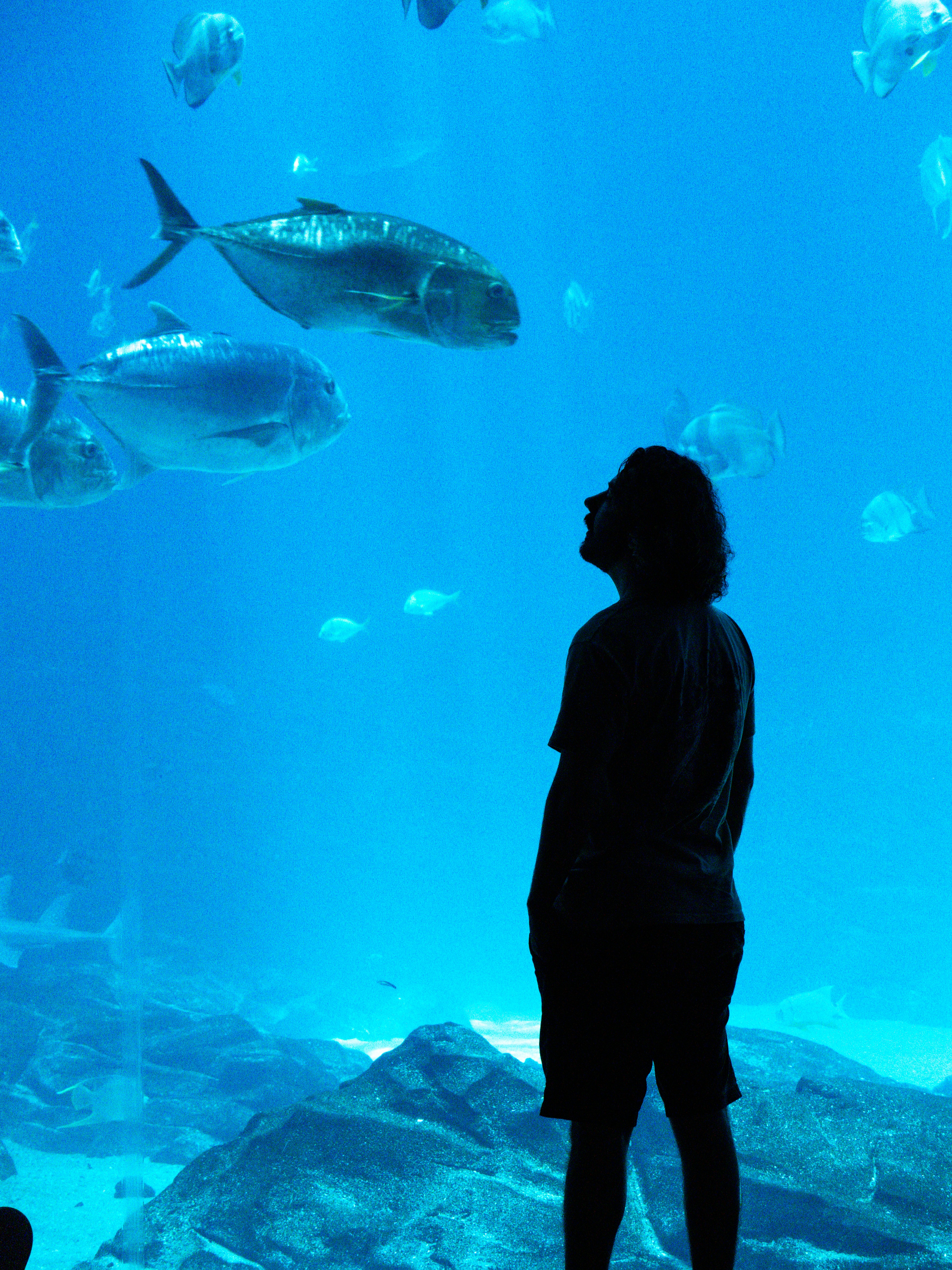 青い海に泳ぐ魚を見つめる人。
