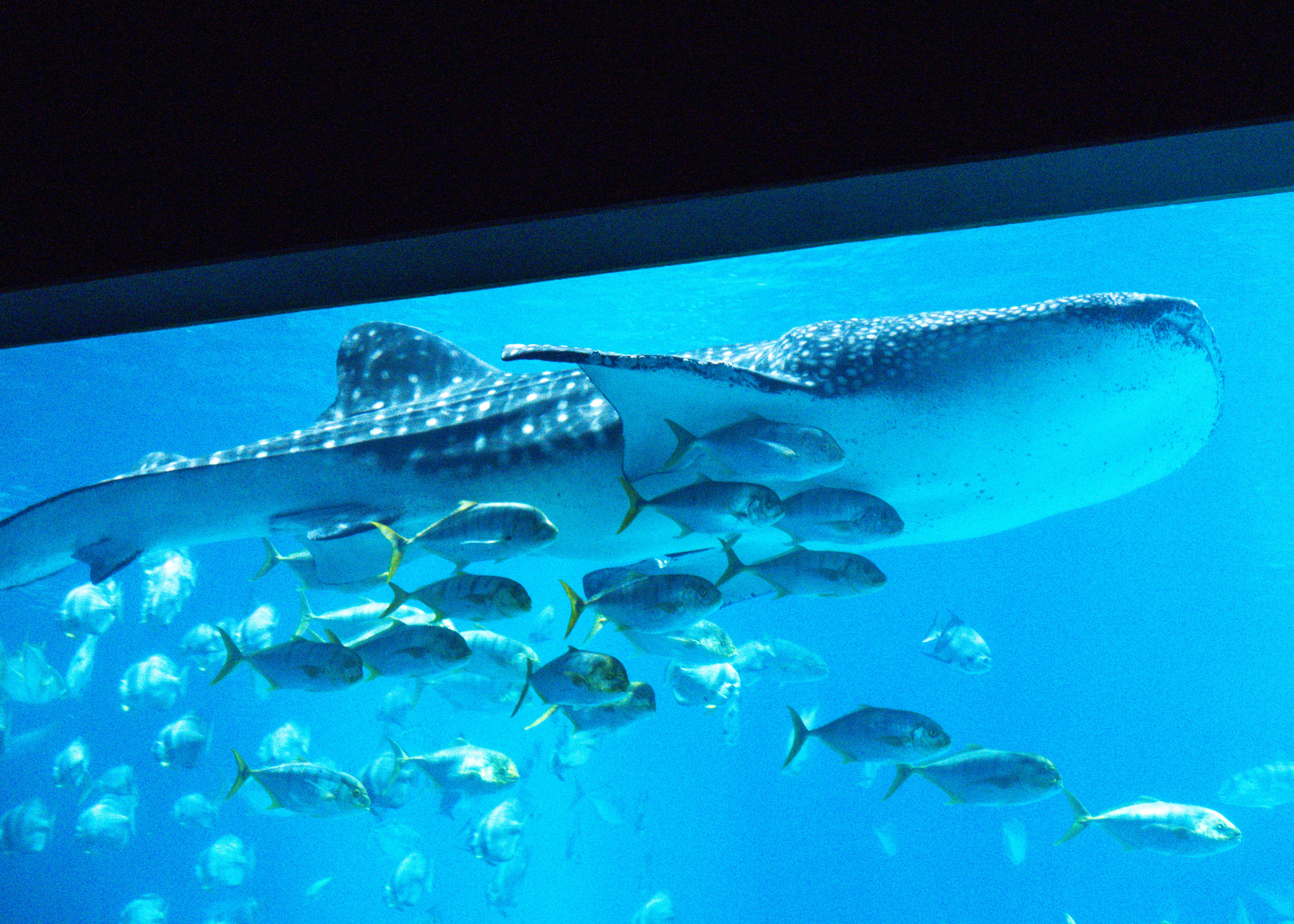 A giant whale shark swims in blue water.