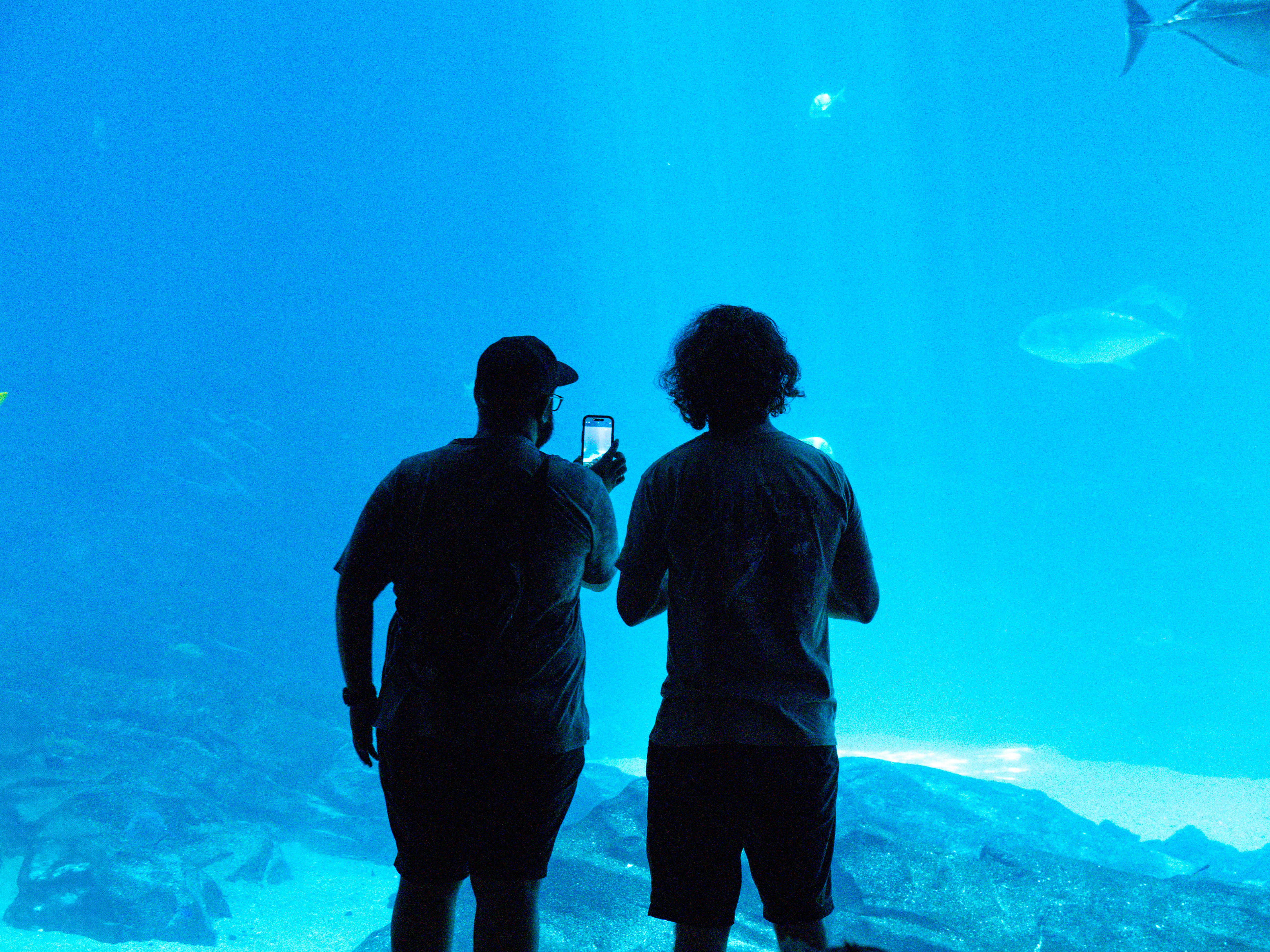 水族館で海洋生物を見つめる人々。