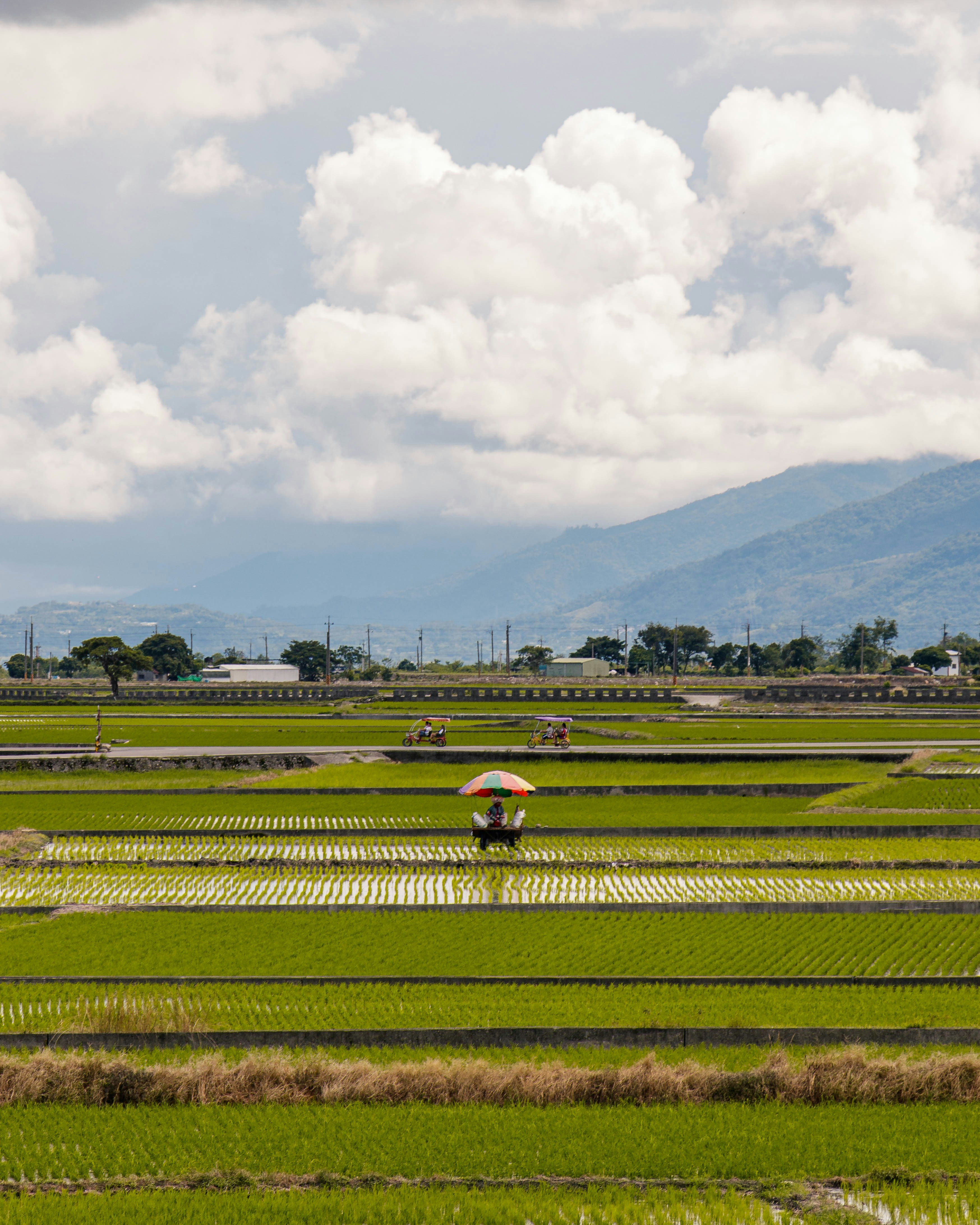 Green rice fields with a mountain backdrop.