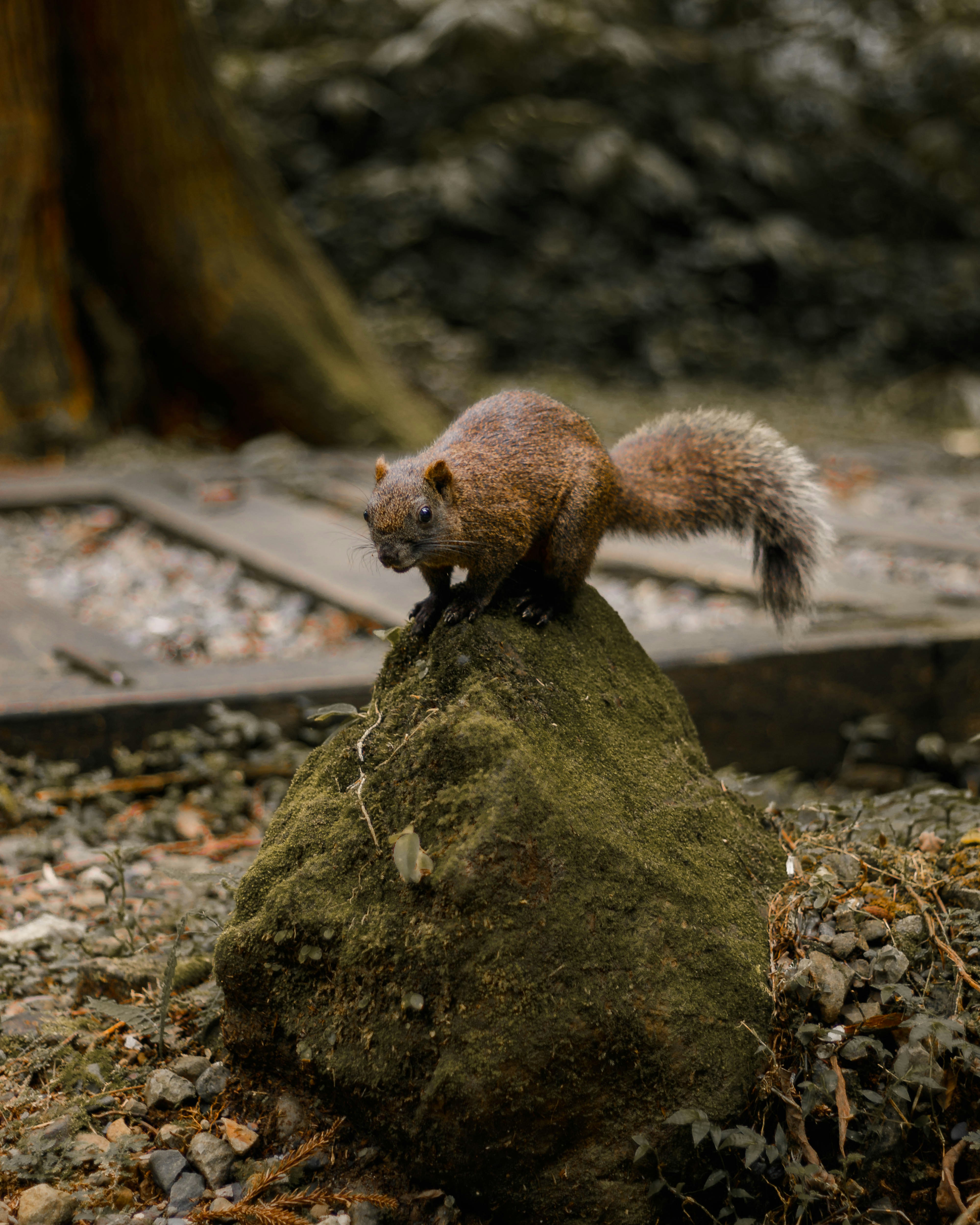 A squirrel poses atop a moss-covered rock.