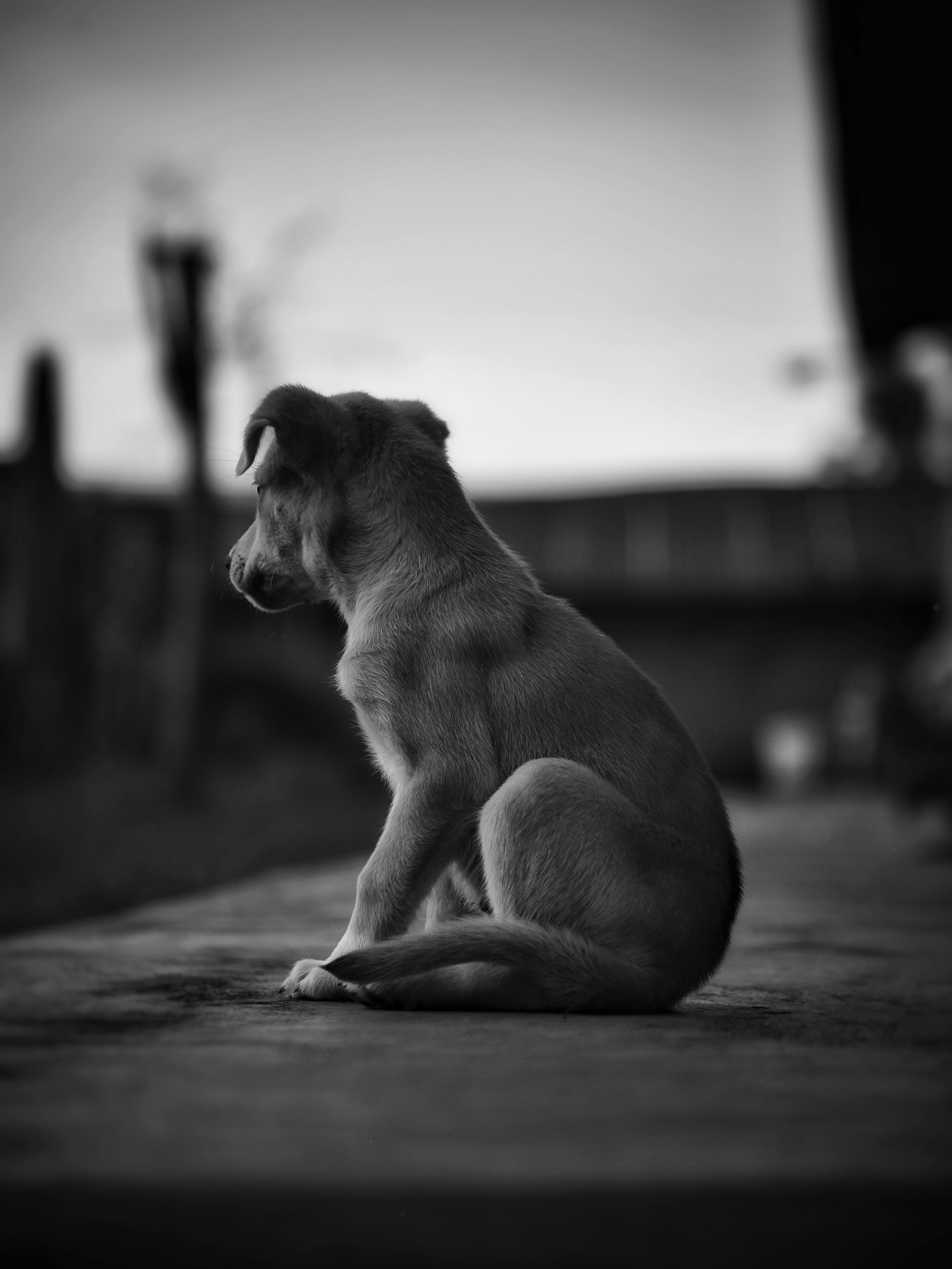 Ein Welpe sitzt und schaut in die Ferne.