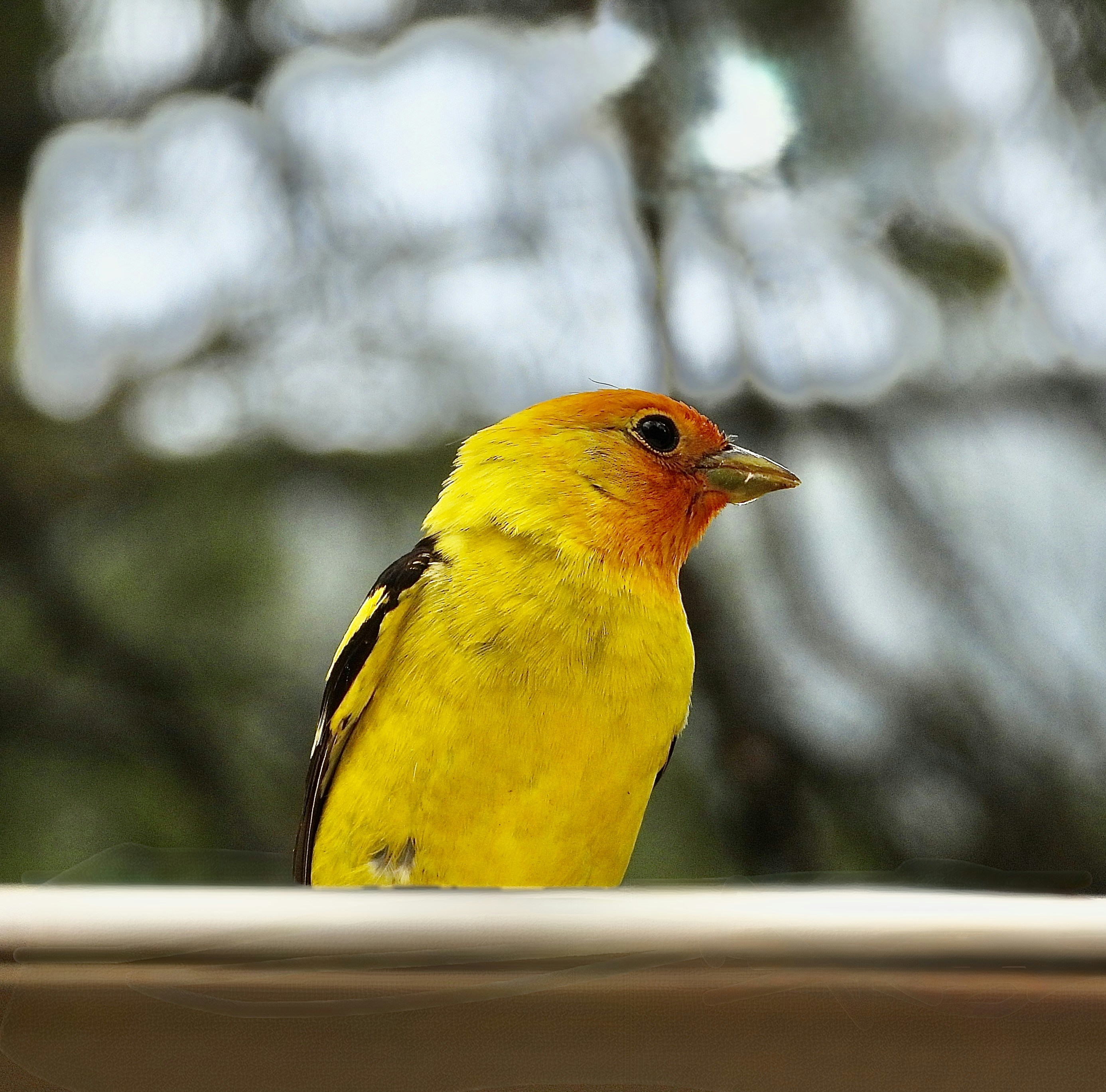 Photo by evergreene24